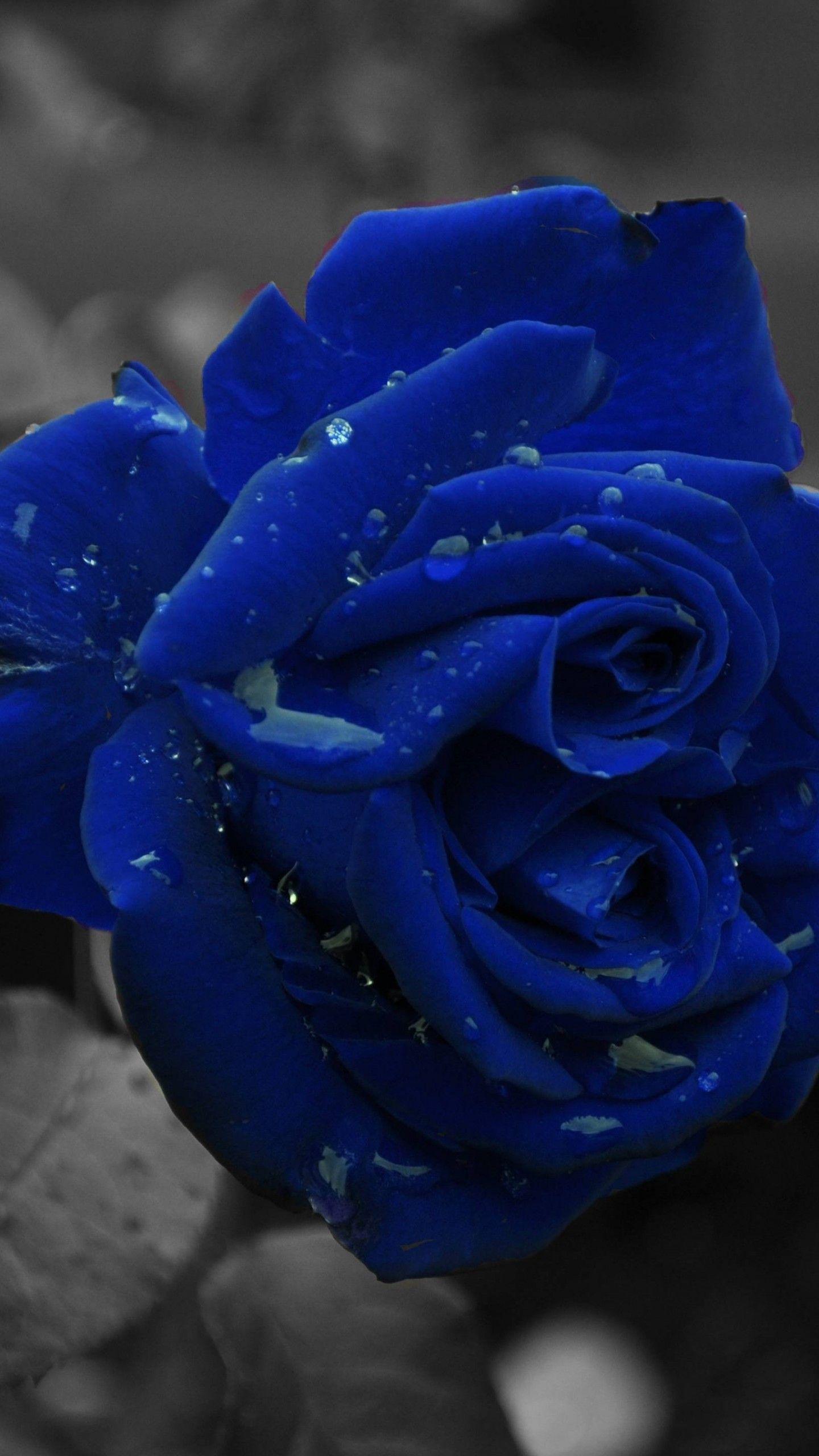 1440x2560 Wallpaper Blue Roses