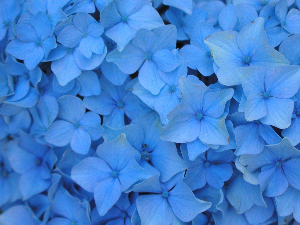 light blue flower aesthetic