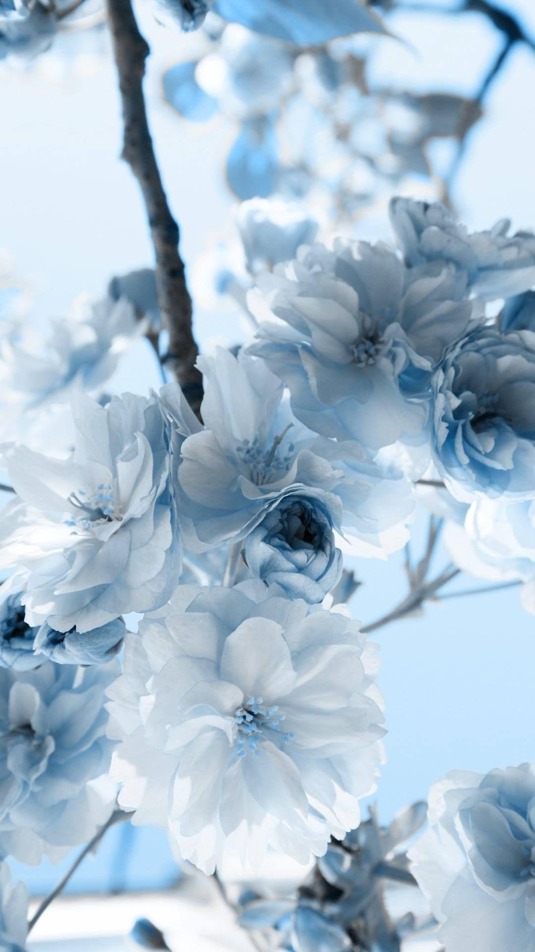 Light Blue Flower Wallpapers - Top Free Light Blue Flower Backgrounds ...