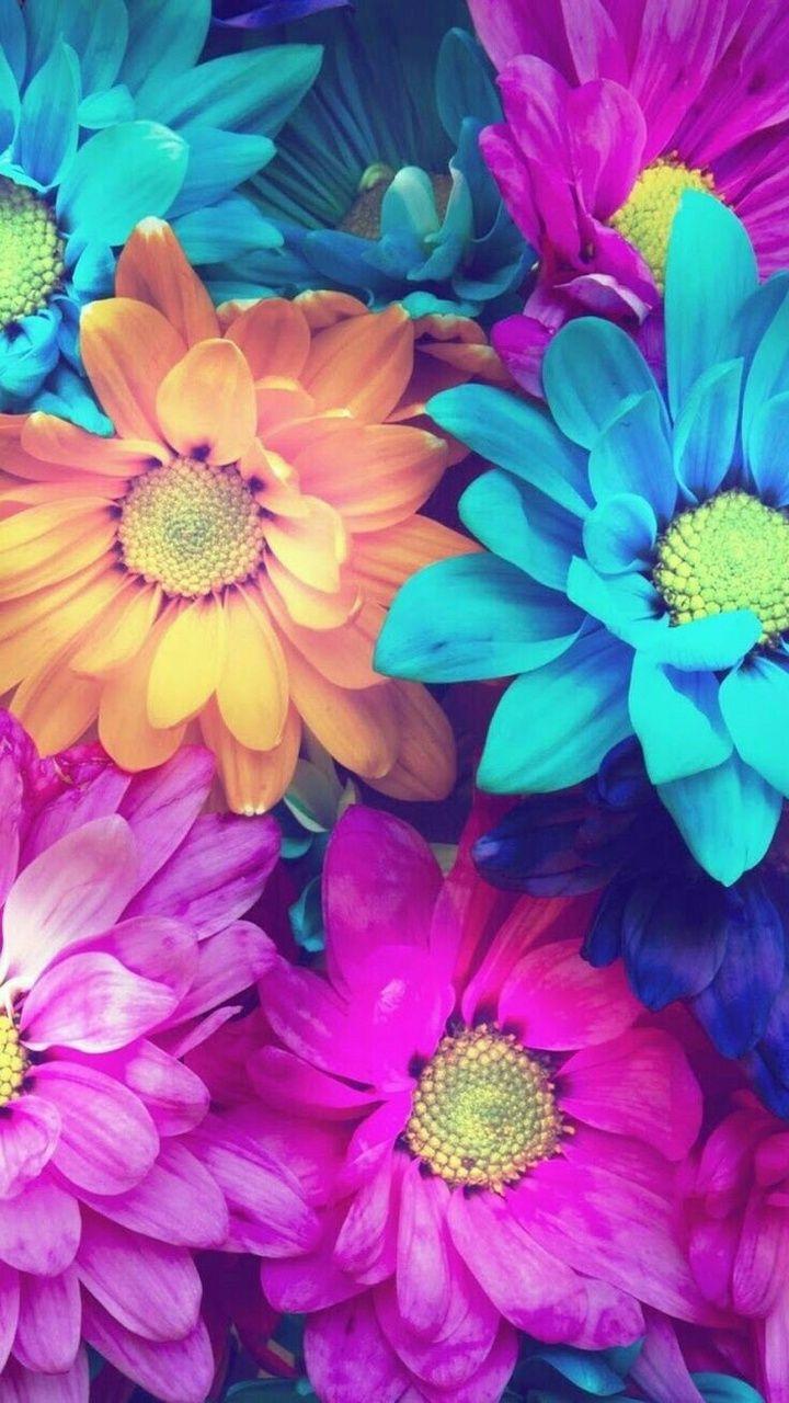 Pink and Blue Flowers Wallpapers - Top Free Pink and Blue Flowers
