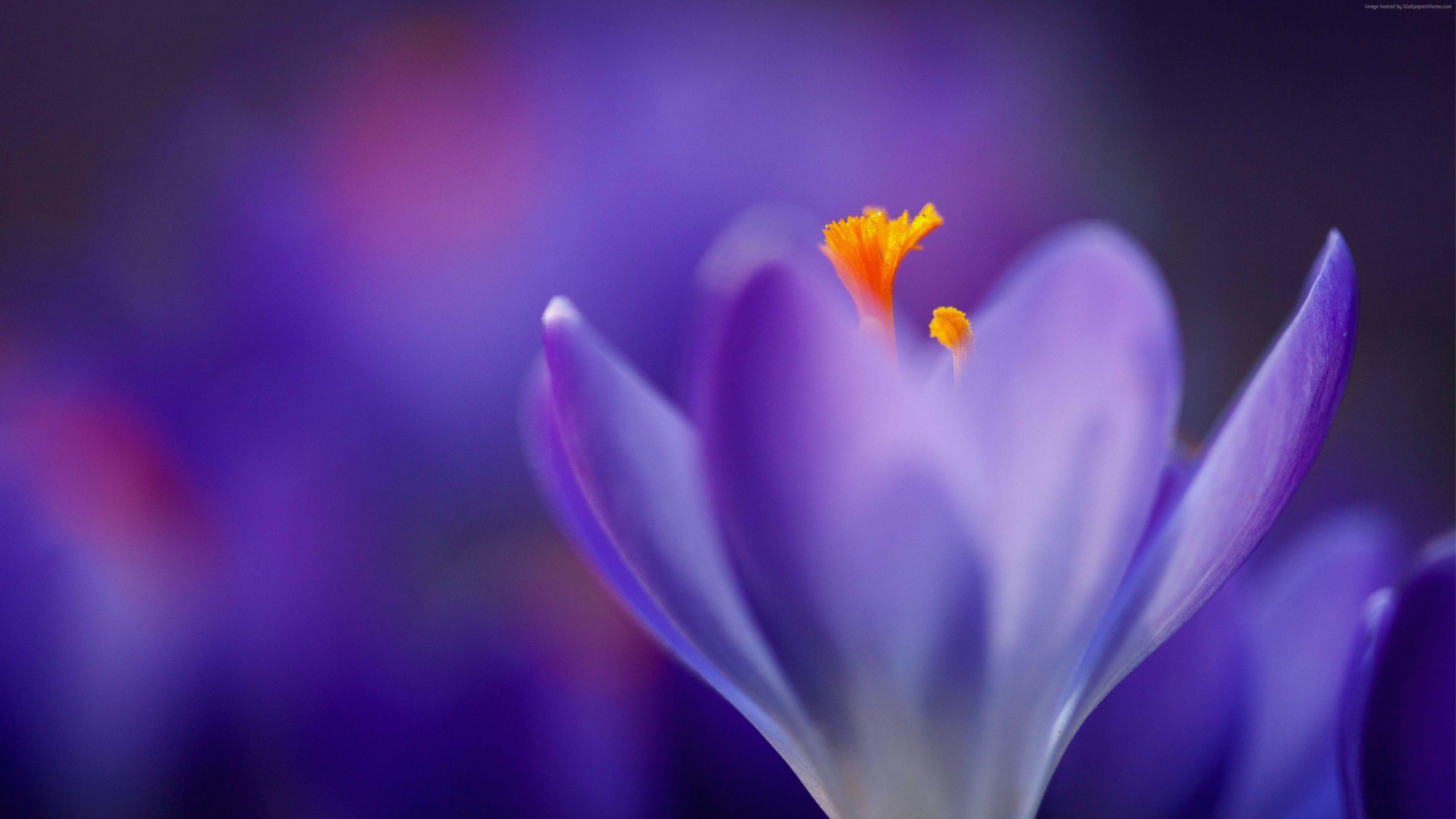 3840x2160 Wallpaper macro, flower, 4k, Nature Wallpaper Download Resolution 4K Wallpaper