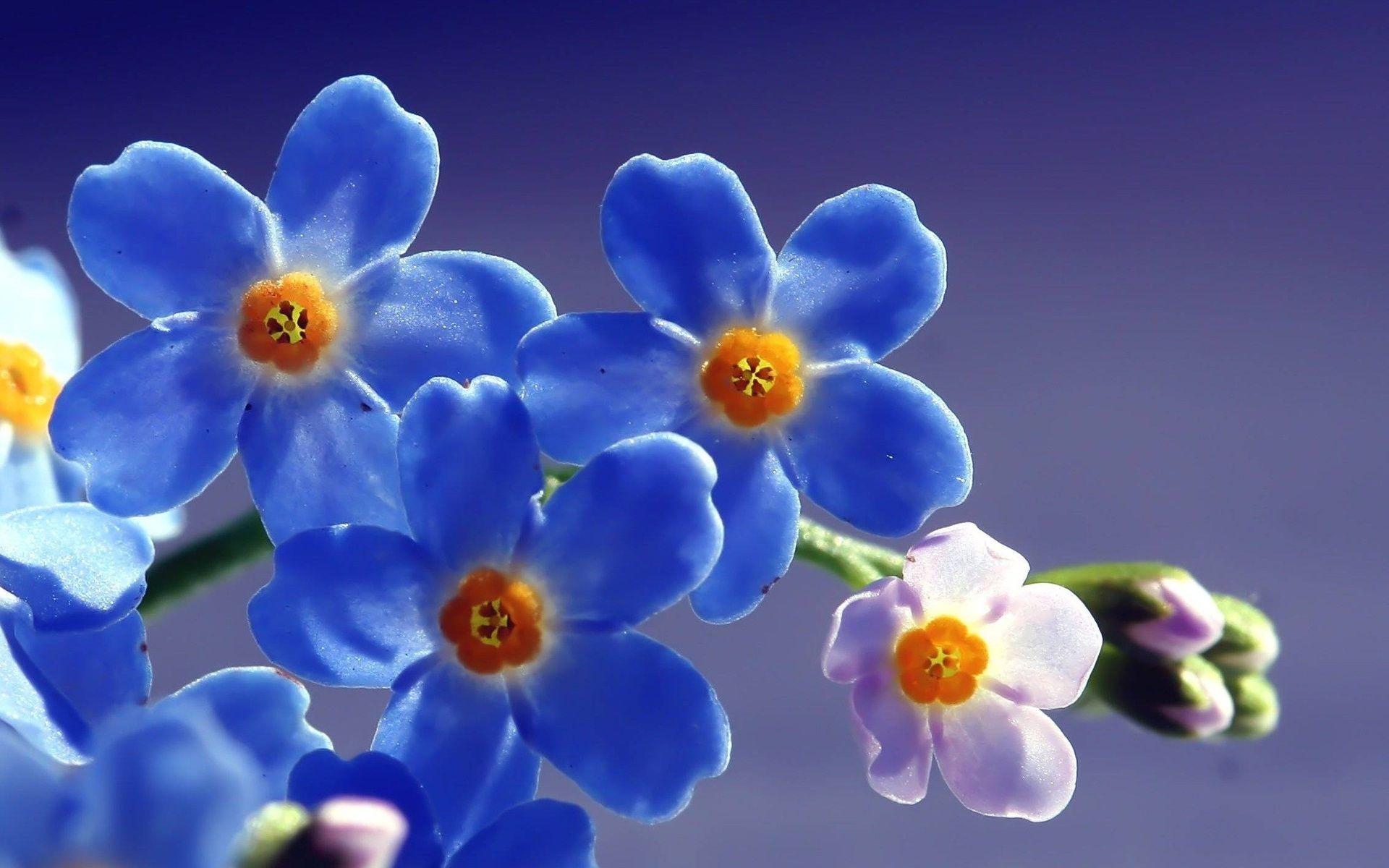 1920x1200 Blue flowers image as a beautiful computer wallpaper