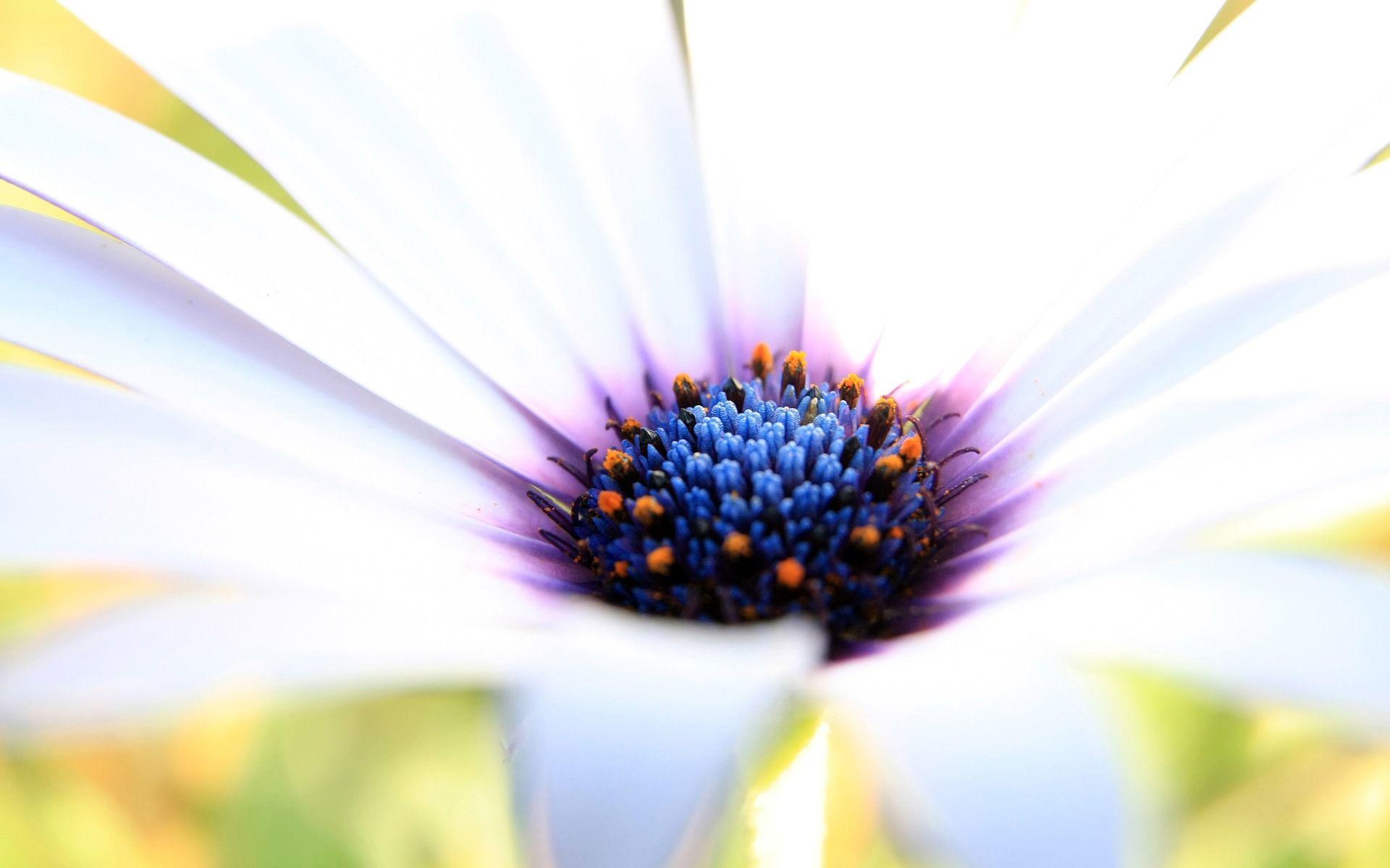 1920x1200 White Macro Flowers Wallpaper