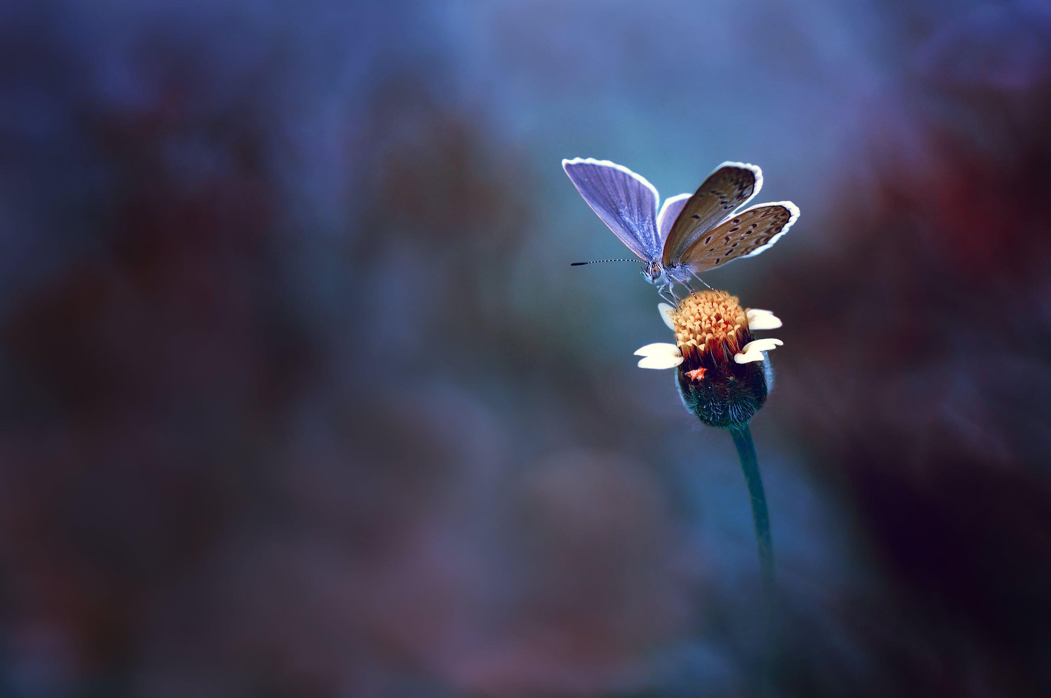 3404x2261 #Yellow flower, #Macro, #Butterfly. Mocah.org HD Desktop Wallpaper