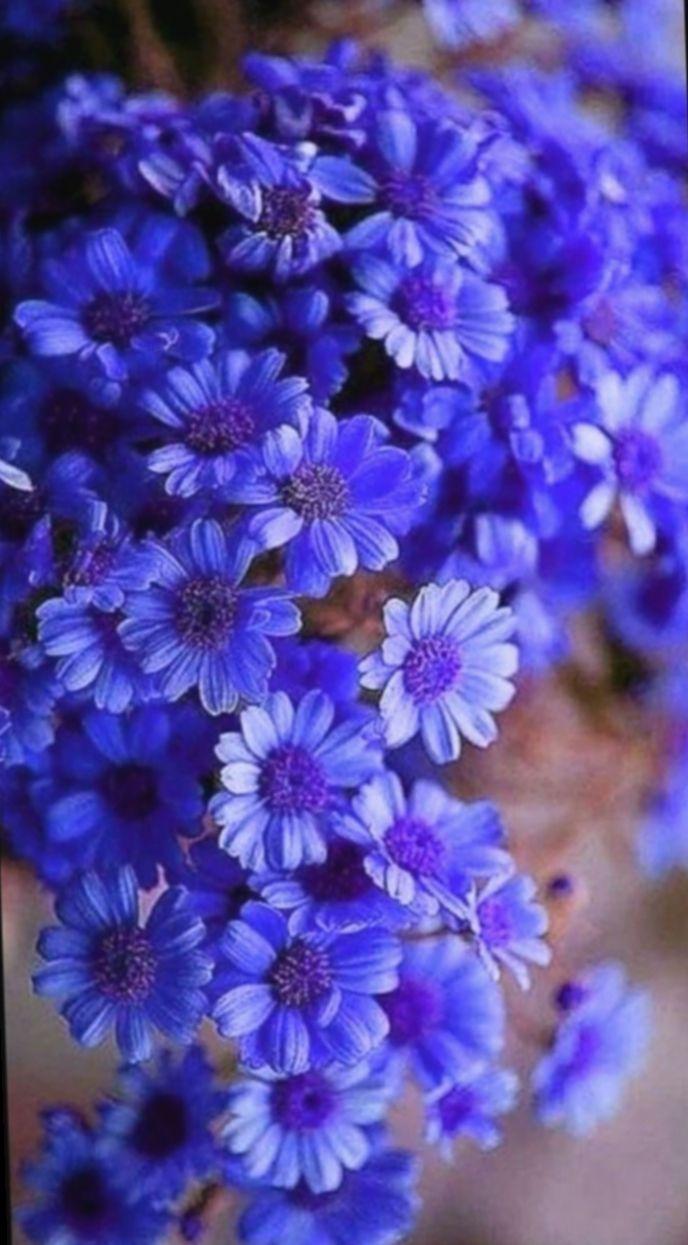 688x1245 Purple Blue Flower Wallpaper