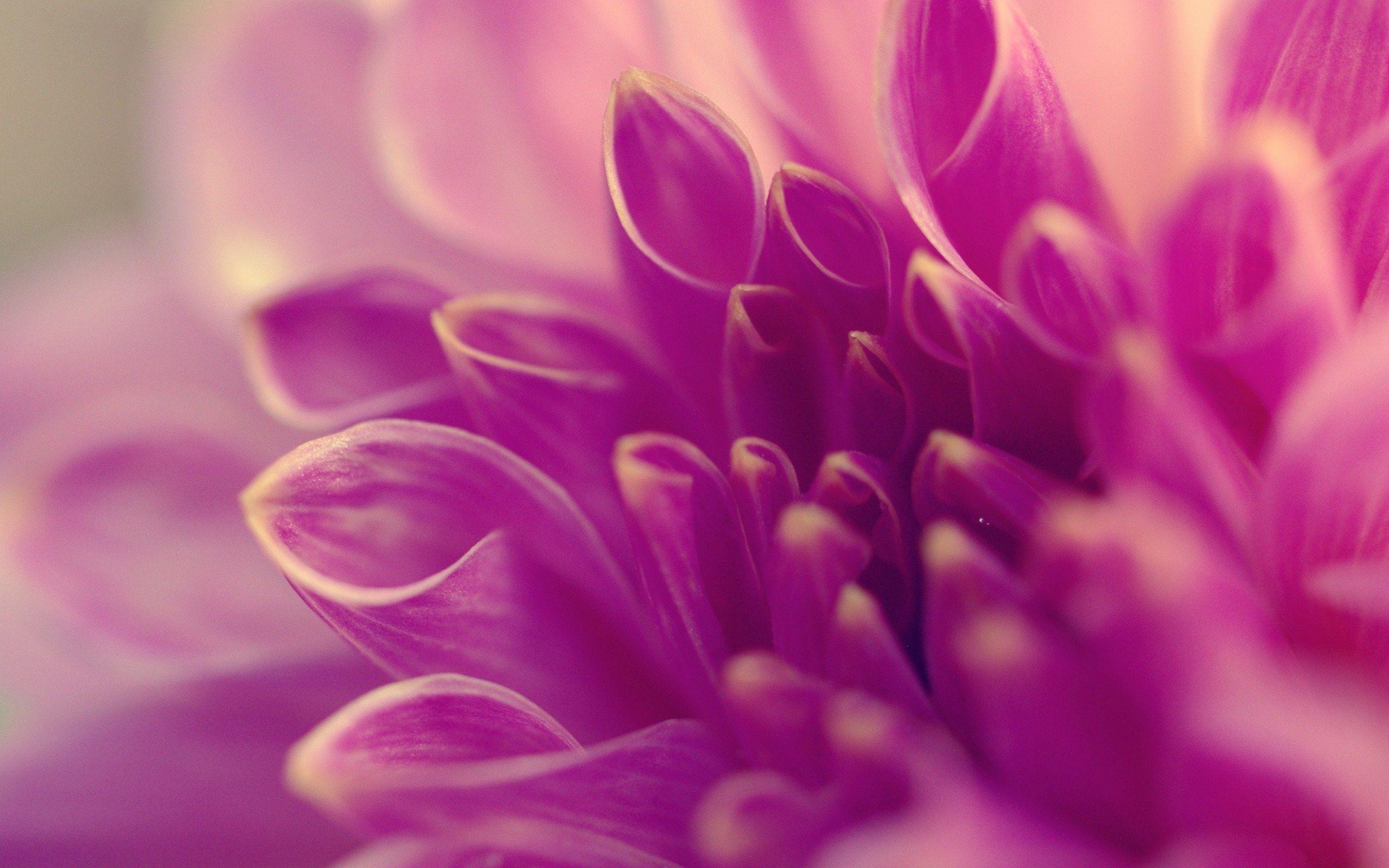 2560x1600 Macro Flowers Wallpaper 34745 2560x1600px