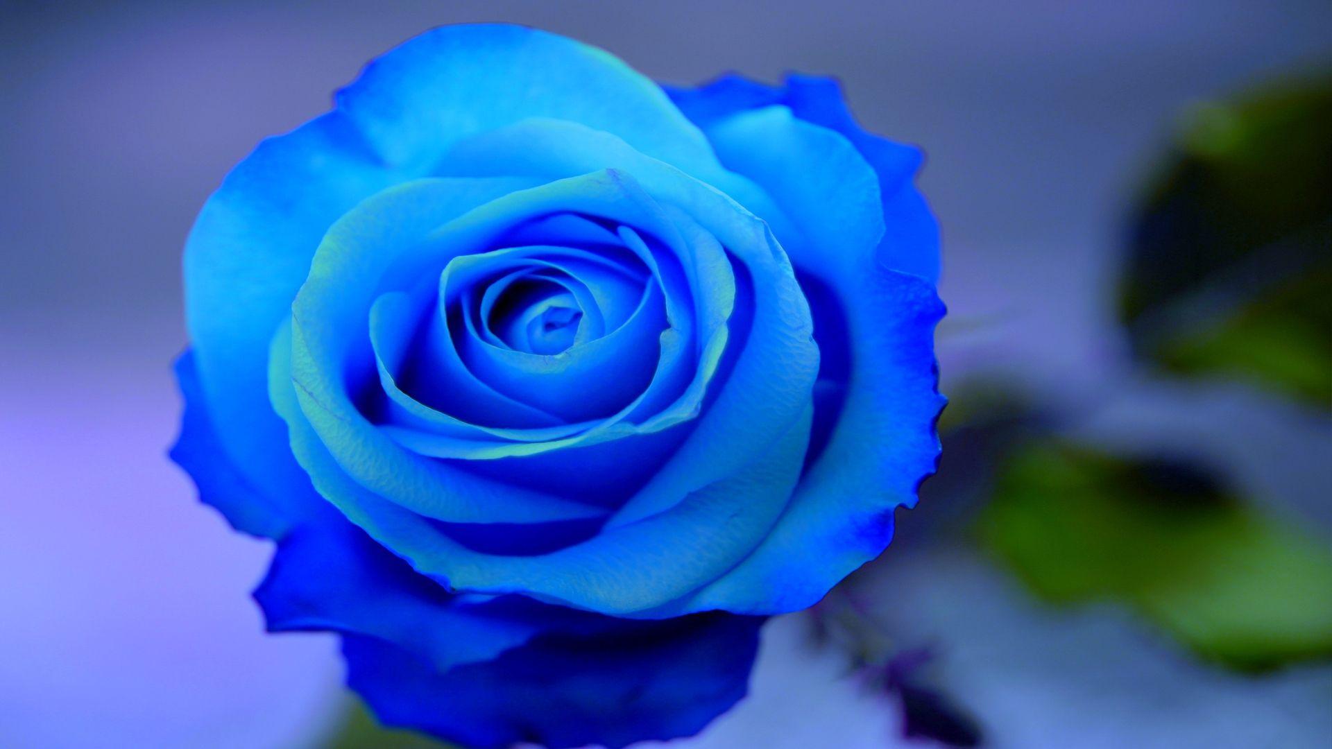 1920x1080 Beautiful blue roses on a blue background wallpaper and image, picture, photo
