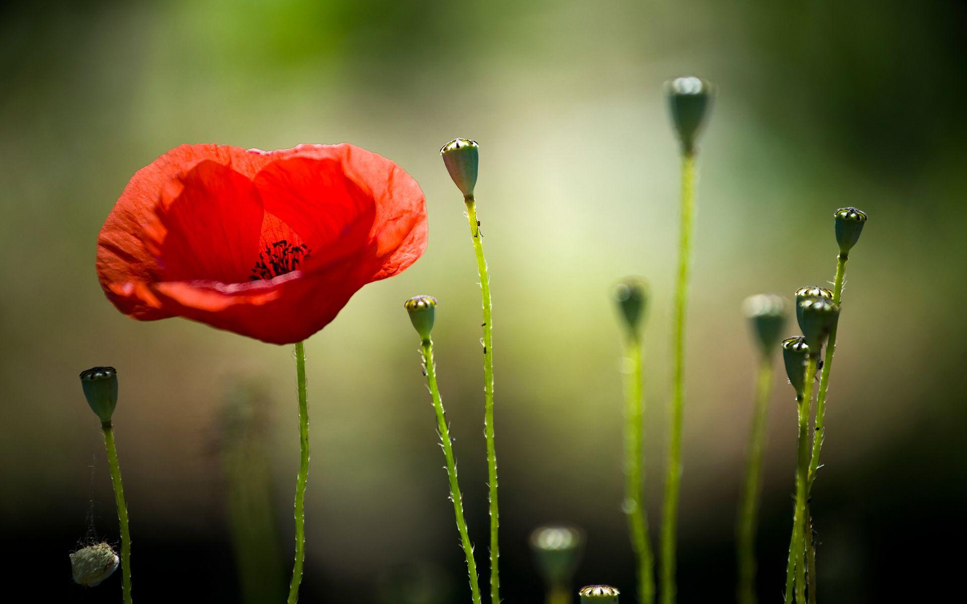 1920x1200 Macro Background. Macro Background, Crocus Macro Wallpaper and Macro Wallpaper