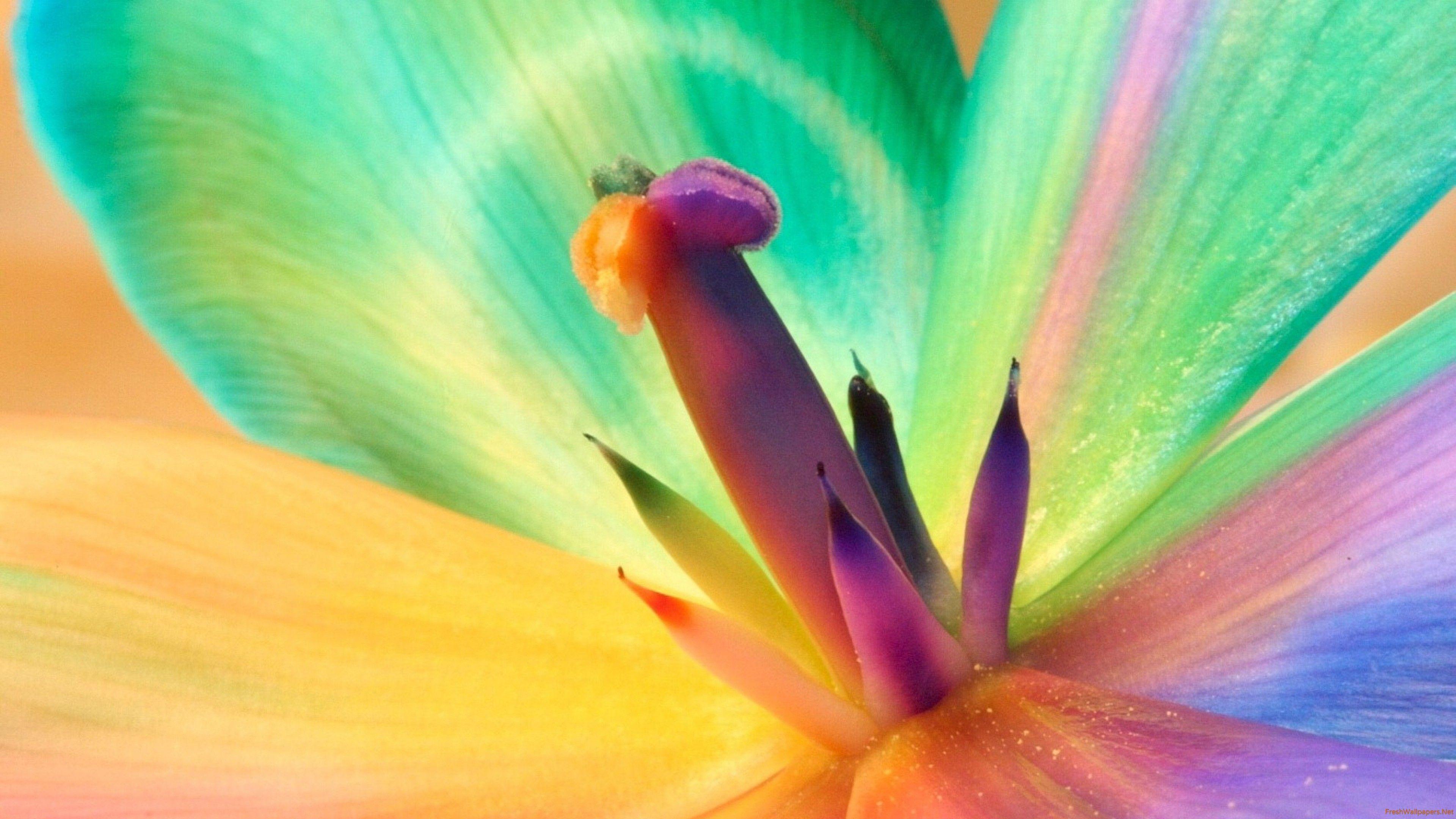 3840x2160 Multicolored Macro Flower wallpaper