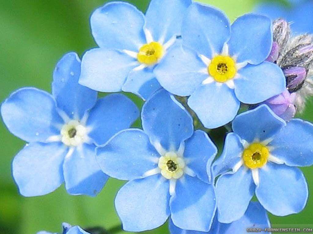 1024x768 Light Blue Flower Wallpaper 1024x768