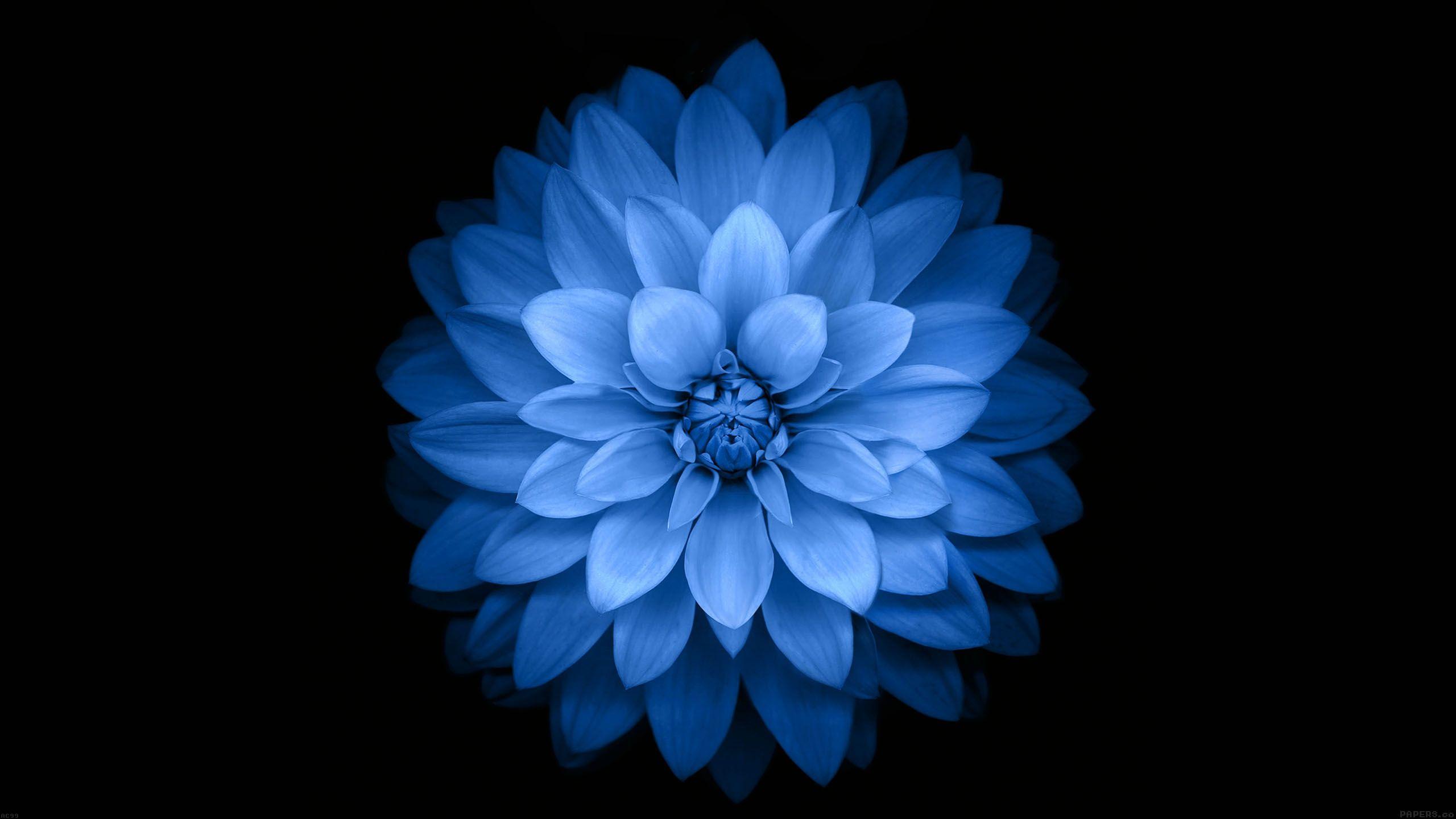 2560x1440 Beautiful Blue Flower on Black Wallpaper