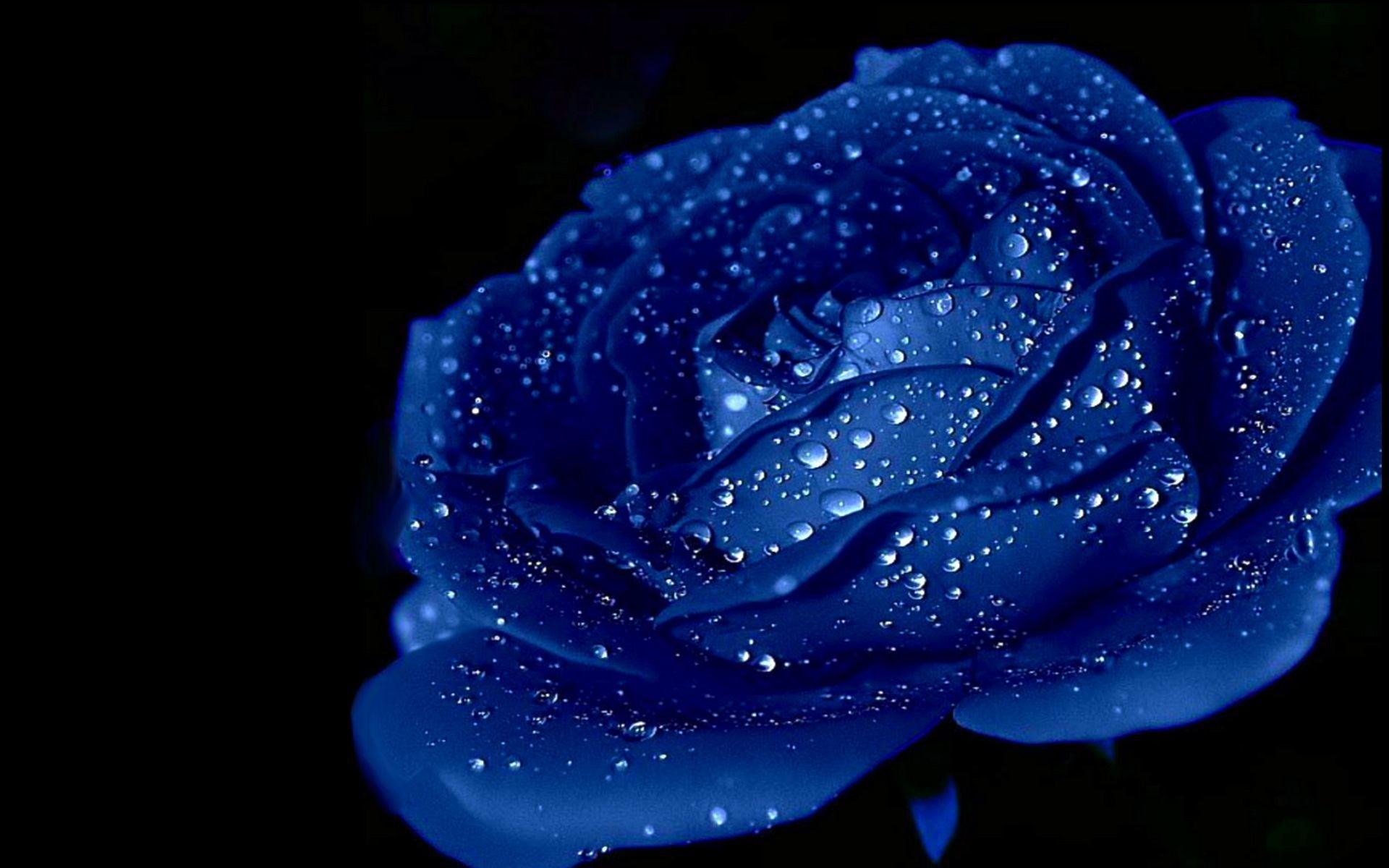 1920x1200 Beautiful Blue Rose Flowers Wallpaper