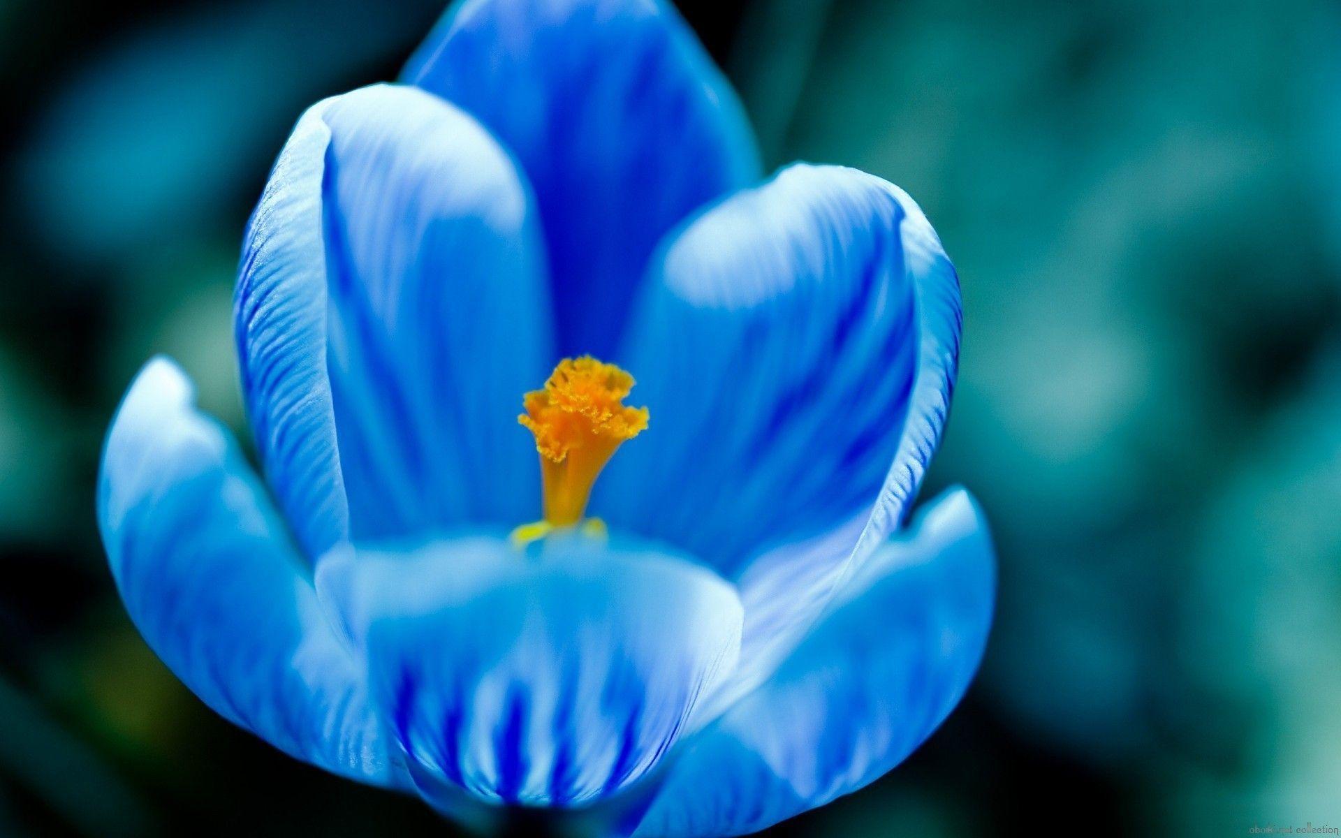 1920x1200 Blue Flowers Wallpaper Download 1