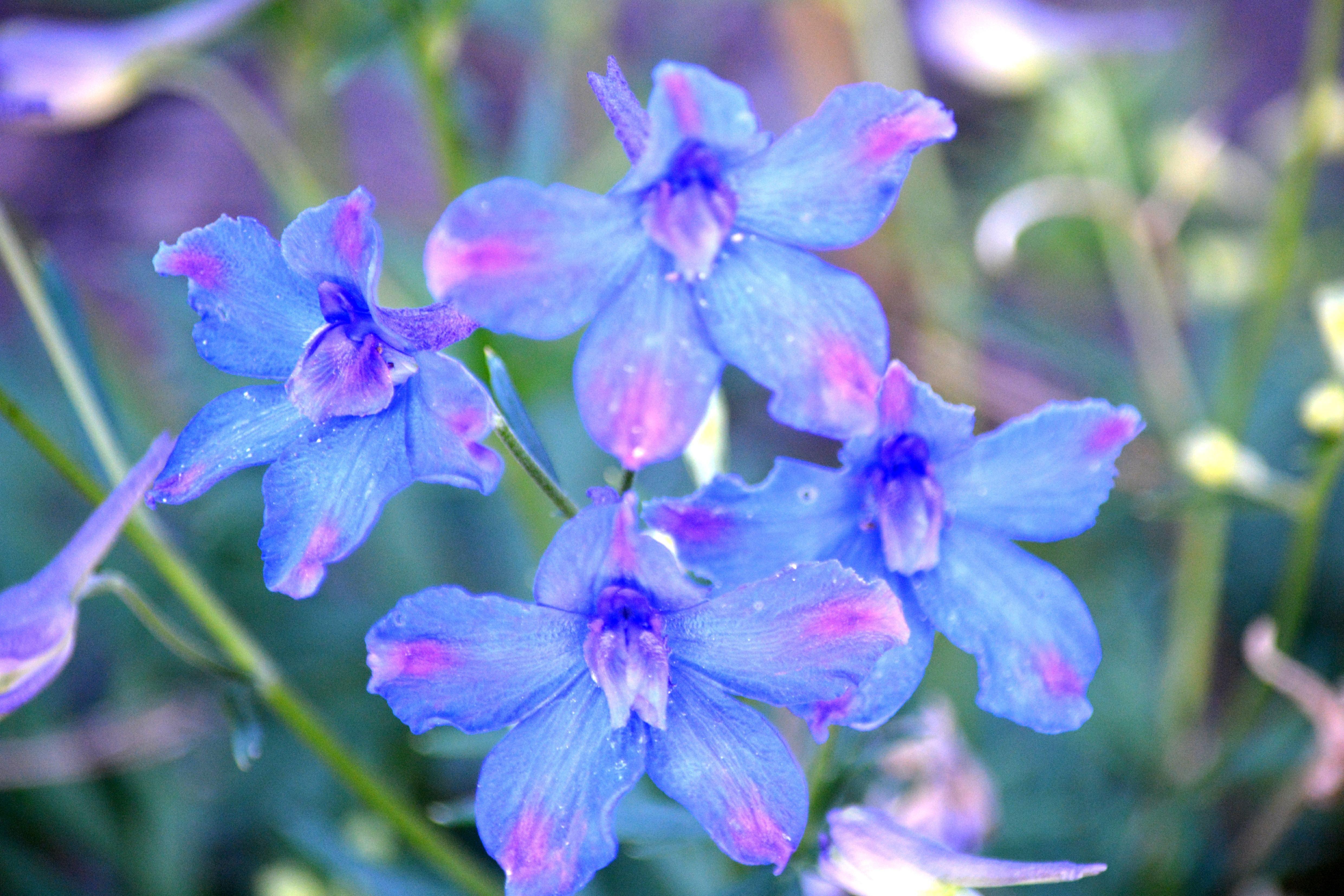 4961x3307 HD Quality And Pink Flower Blue And Pink Flower Wallpaper