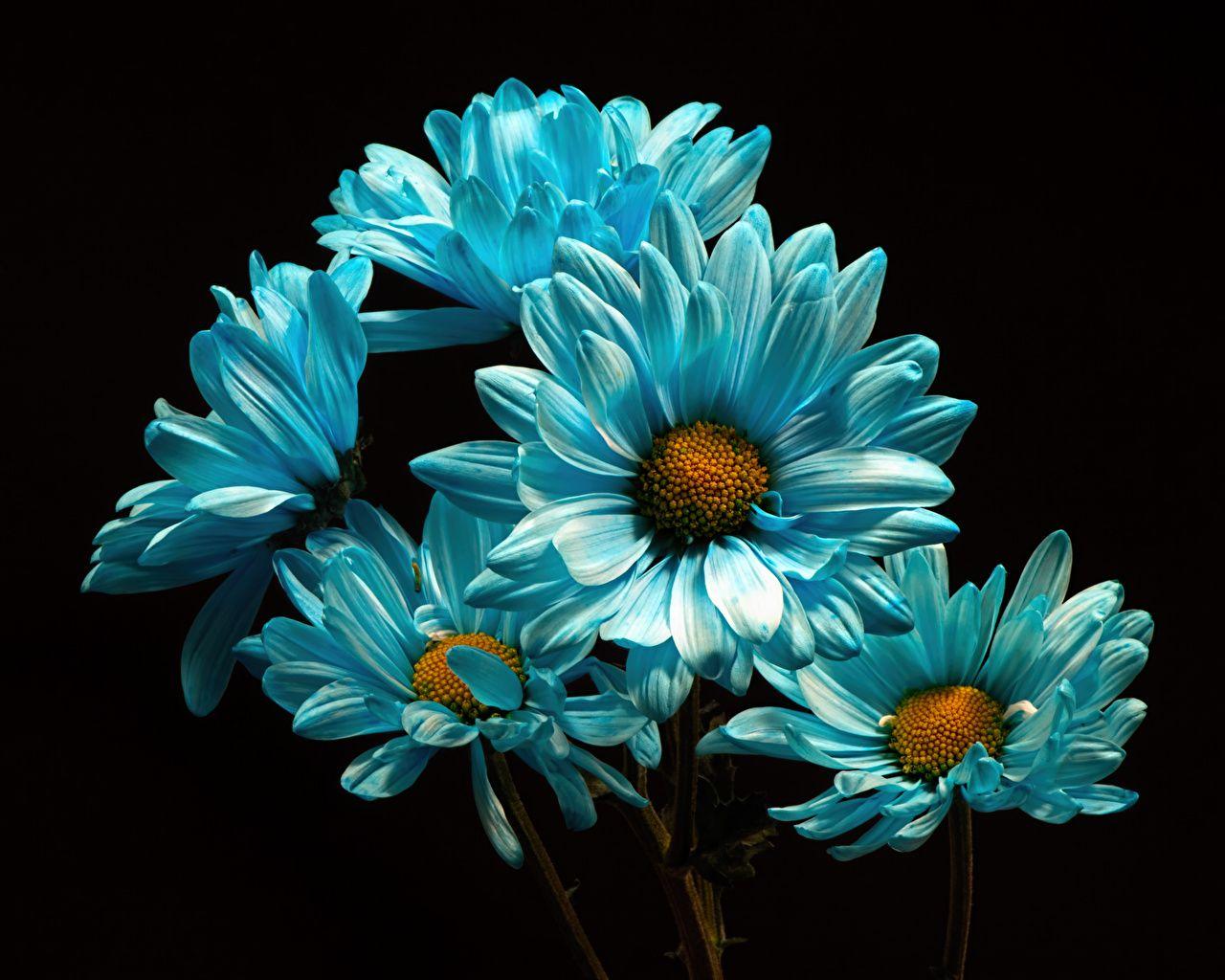 Light Blue Flower Wallpapers Top Free Light Blue Flower Backgrounds