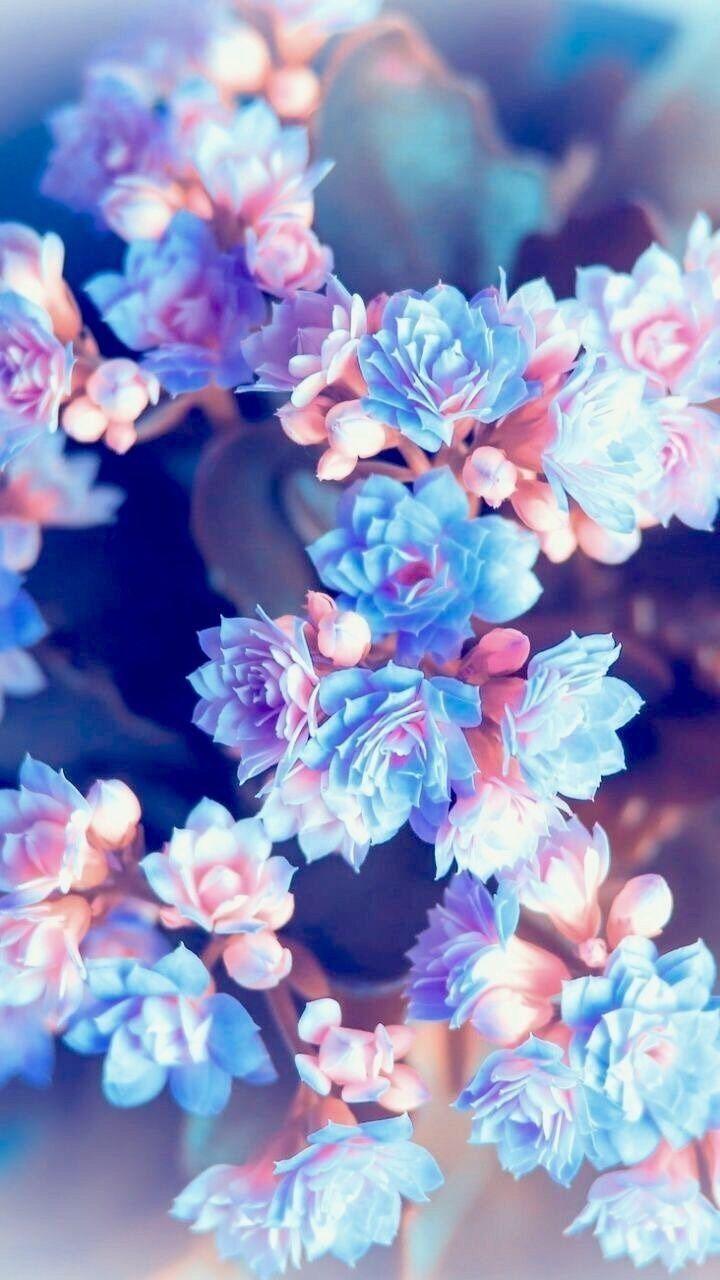 720x1280 AMAZING FLOWERS LOCKSCREEN WALLPAPERS. Blue flower wallpaper, Flower wallpaper, Spring wallpaper
