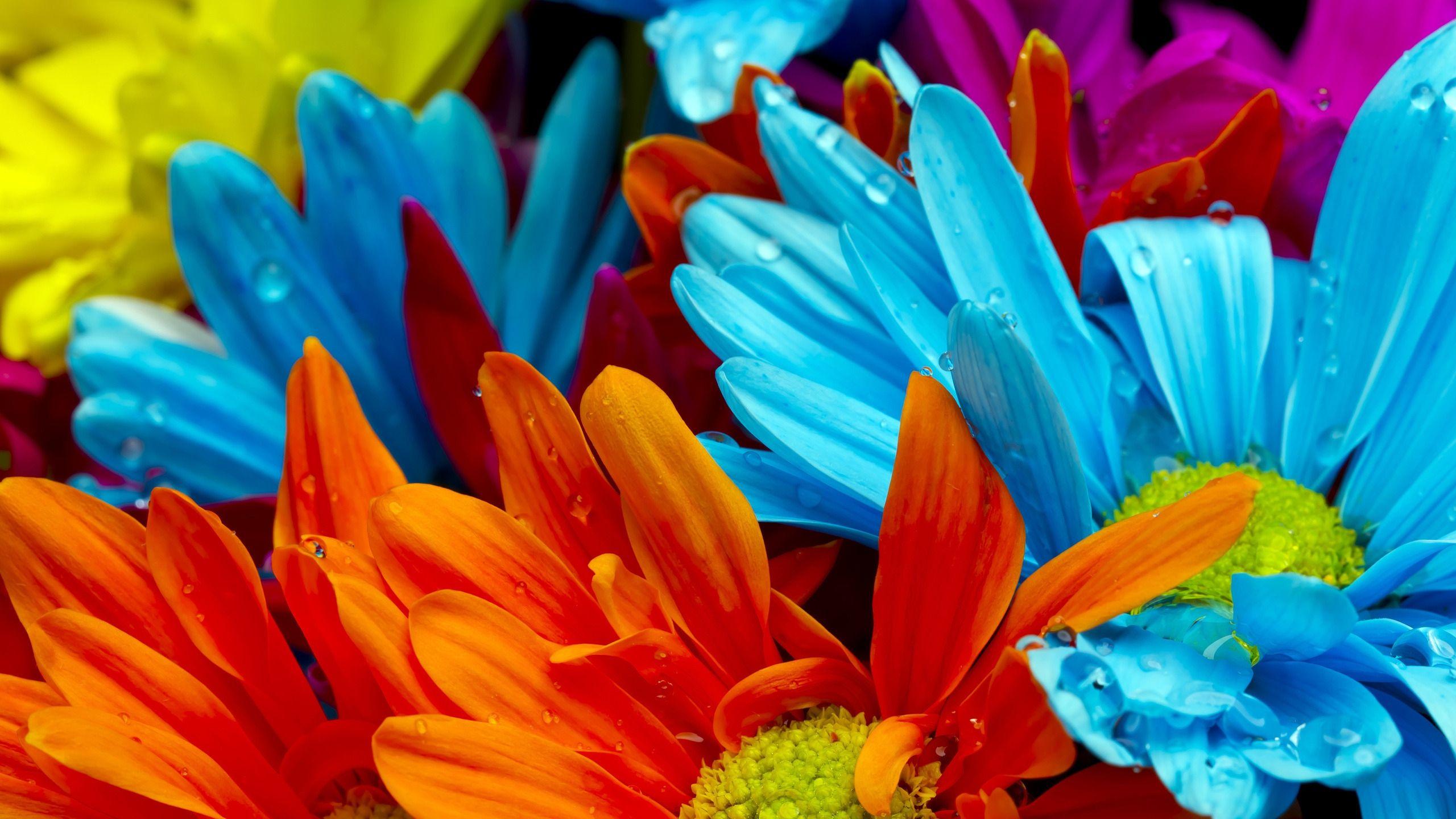 2560x1440 gerbera, dew, orange, yellow, red, pink, blue, colourful, flowers wallpaper