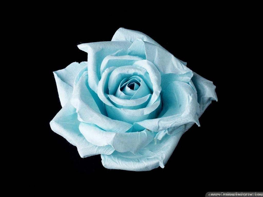 1024x768 Light Blue Flowers Wallpaper Crazy Frankenstein 1600 X 1200. Desktop Background