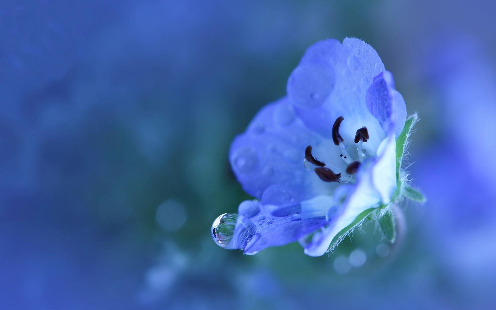 1920x1200 Pretty Blue Flower Wallpaper 41045 1920x1200px