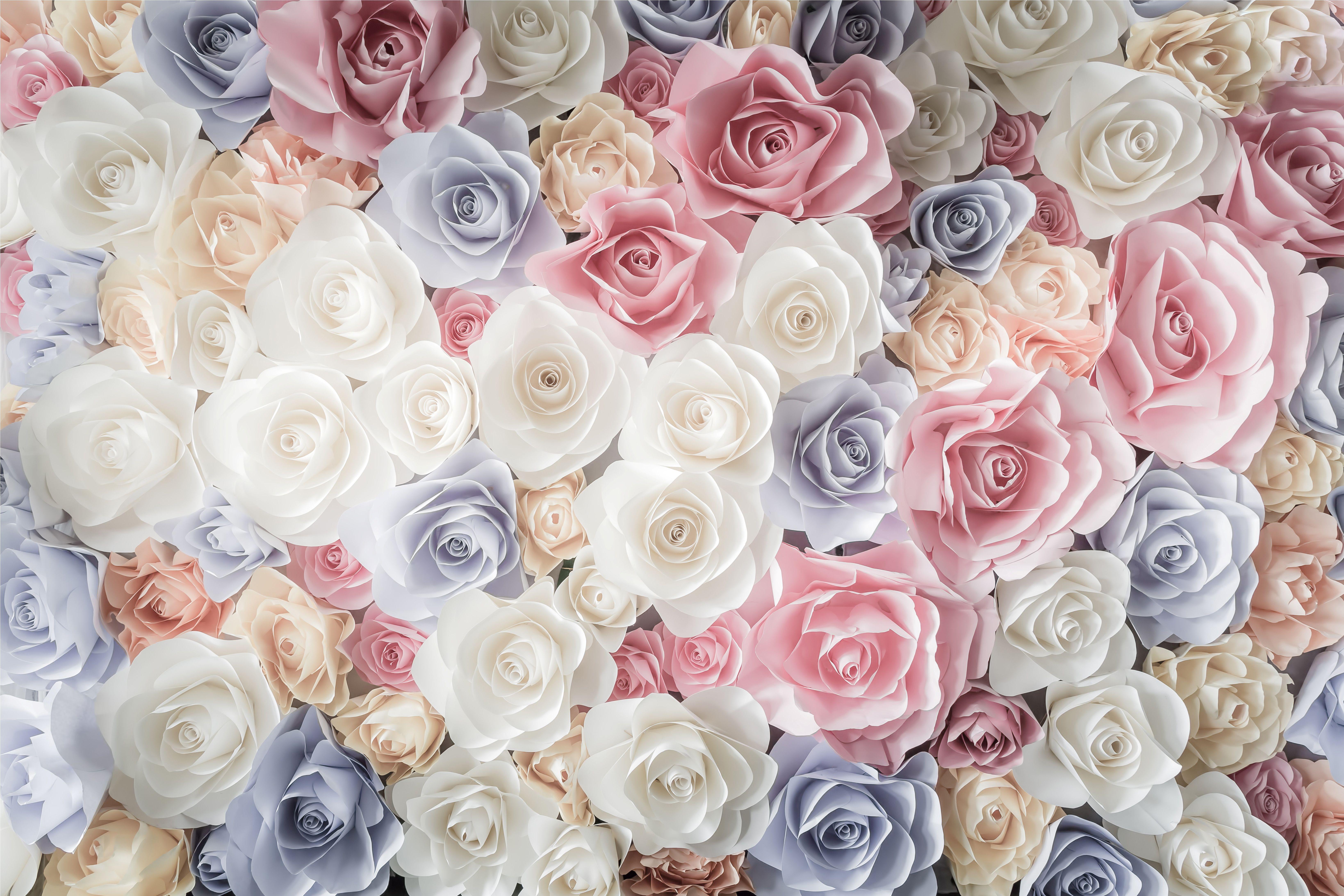 6556x4370 Blue Flower Flower Pink Flower Rose White Flower Wallpaper:6556x4370