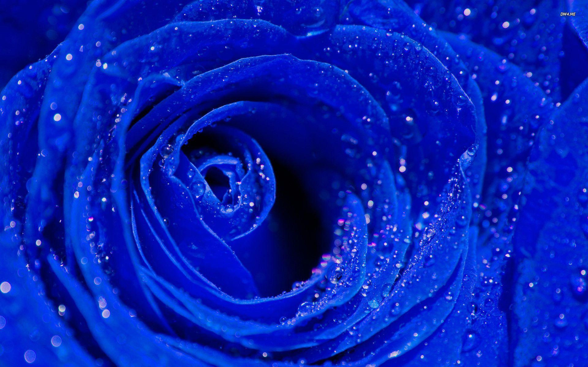 1920x1200 Blue Roses Wallpaper