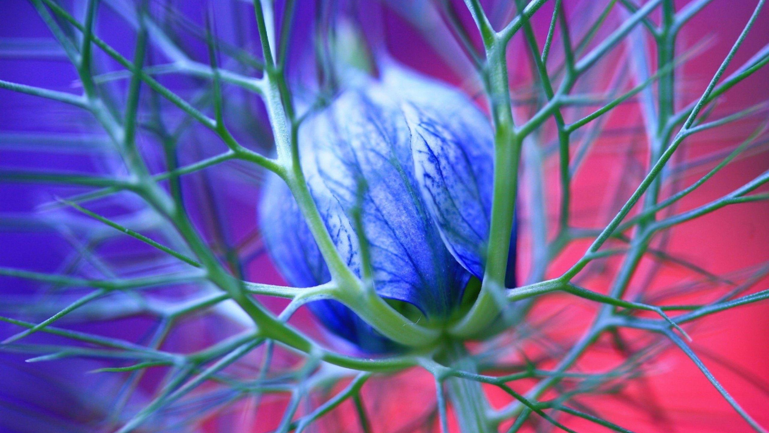 2560x1440 Blue Flowers Thorns MacBook Air Wallpaper Download
