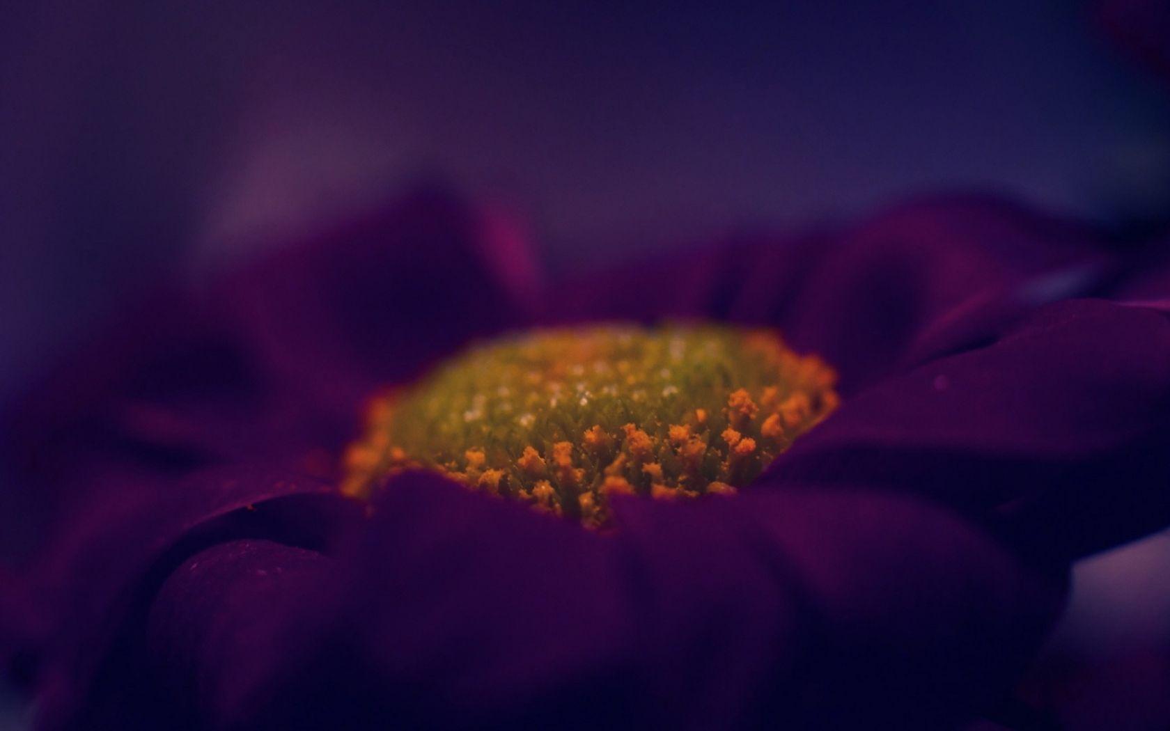 1680x1050 Free download 1920x1080 Dark Purple Flower Macro desktop PC and Mac wallpaper [1920x1080] for your Desktop, Mobile & Tablet. Explore Apple Purple Flower Wallpaper. Purple Background Wallpaper, Purple Wallpaper