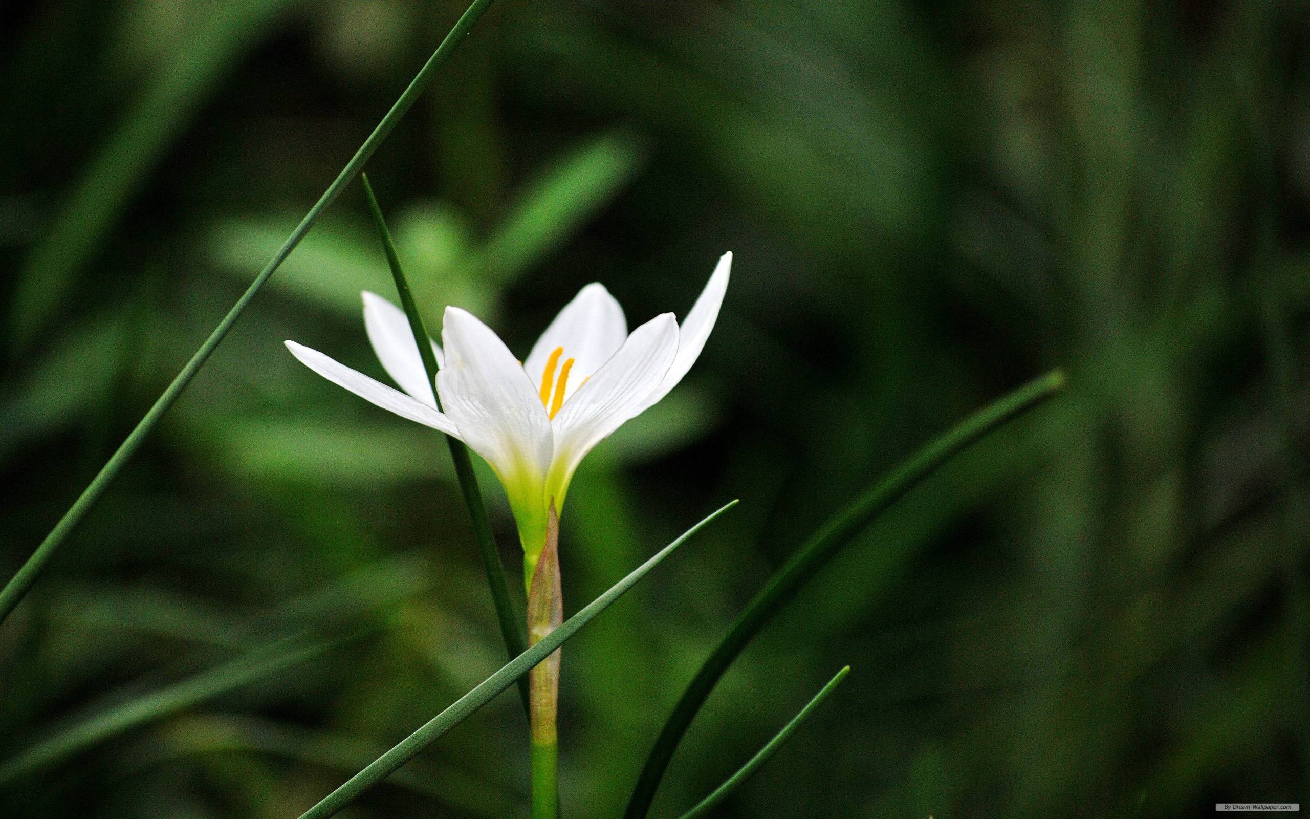 2560x1600 Free Wallpaper Flower wallpaper Flower Grass