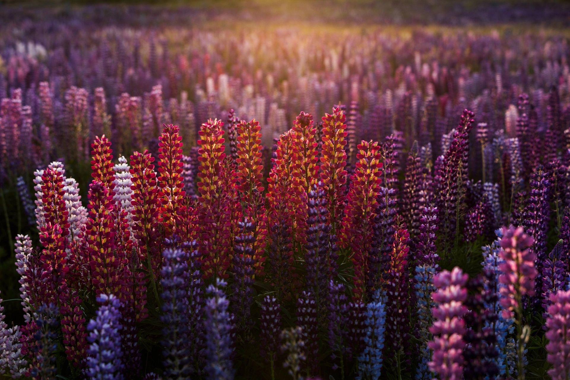 1920x1280 #red flowers, #landscape, #blurred, #pink flowers, #lupines, #nature, #blue flowers, wallpaper. Mocah.org HD Desktop Wallpaper