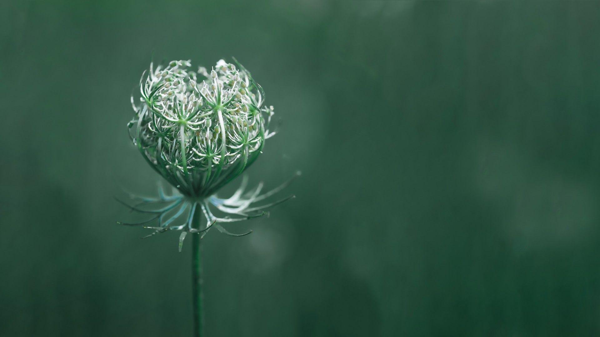 1920x1080 Wallpaper flower, green, macro, 10K, Nature