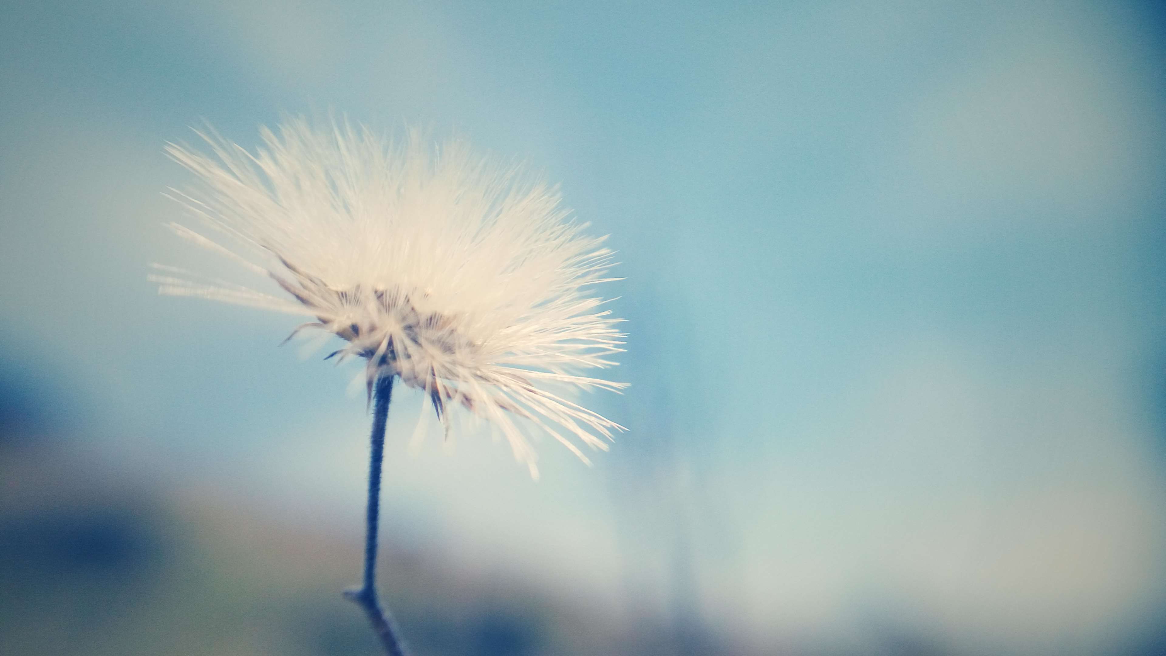 3840x2160 3840x2160 blur, desktop wallpaper, flower wallpaper, free wallpaper, macro, macro photo, macro photography, mobile, mobile photography 4k wallpaper JPG 294 kB. Mocah.org HD Desktop Wallpaper