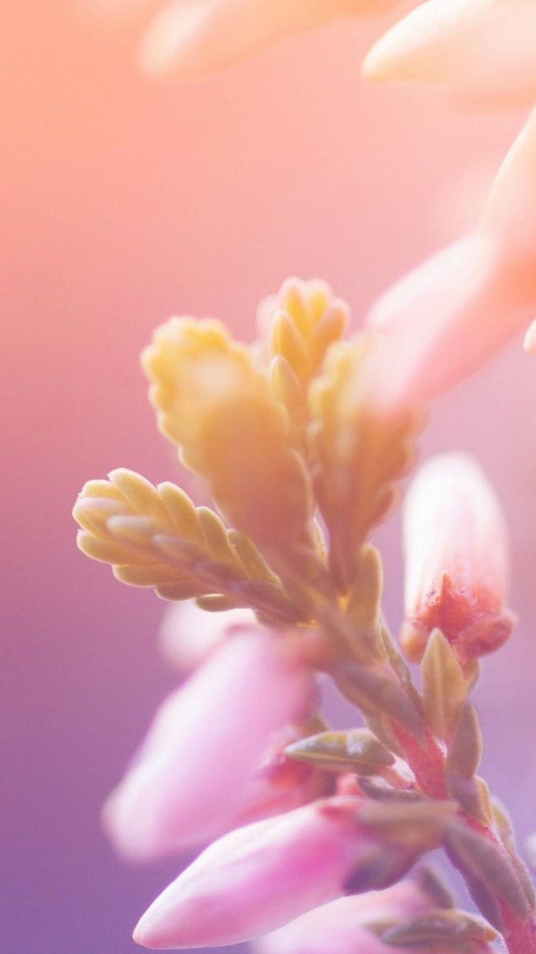 1080x1920 Dreamy Bokeh Flower Macro iPhone 8 Wallpaper Free Download
