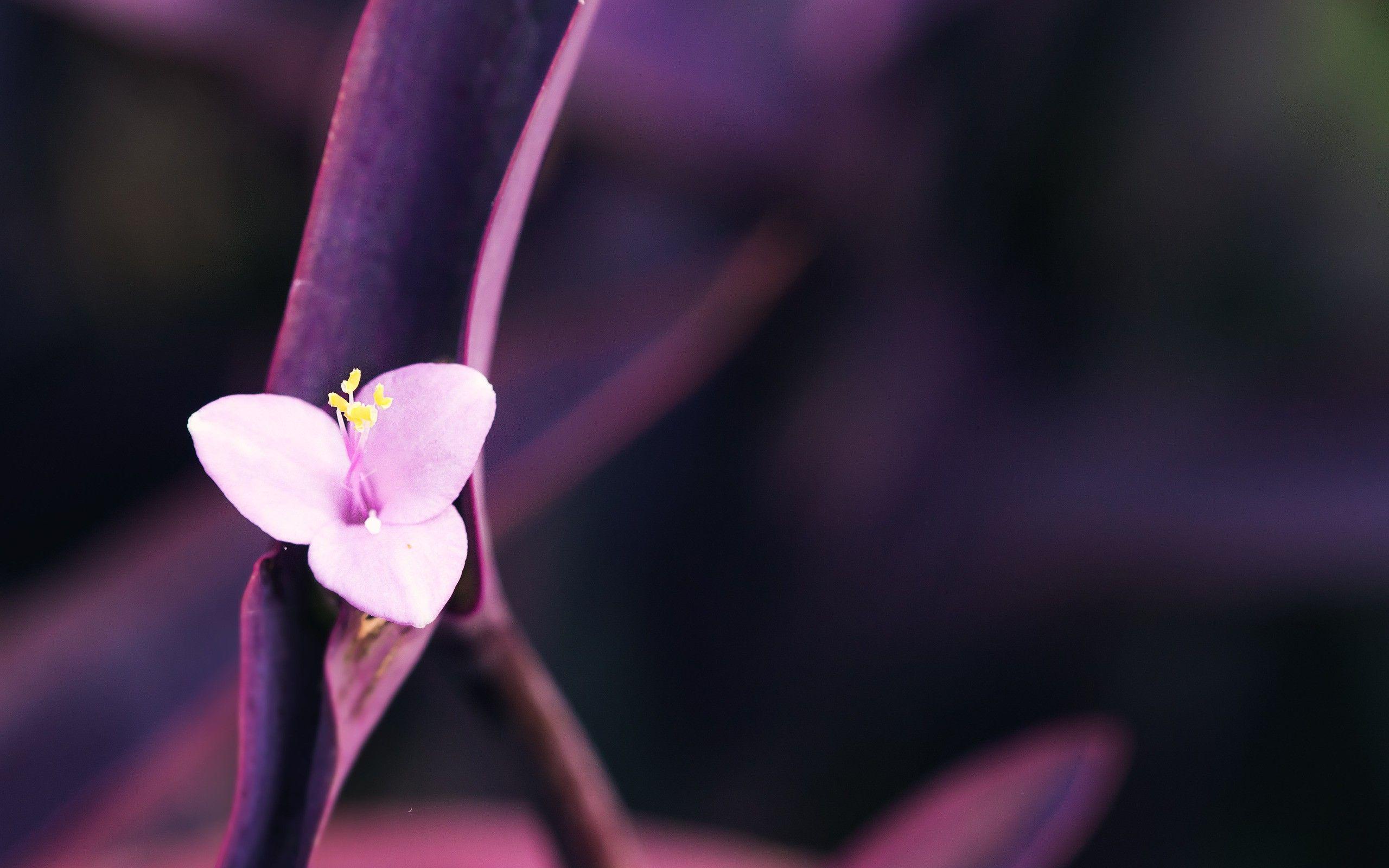 2560x1600 Minimal pink flower wallpaperx1600