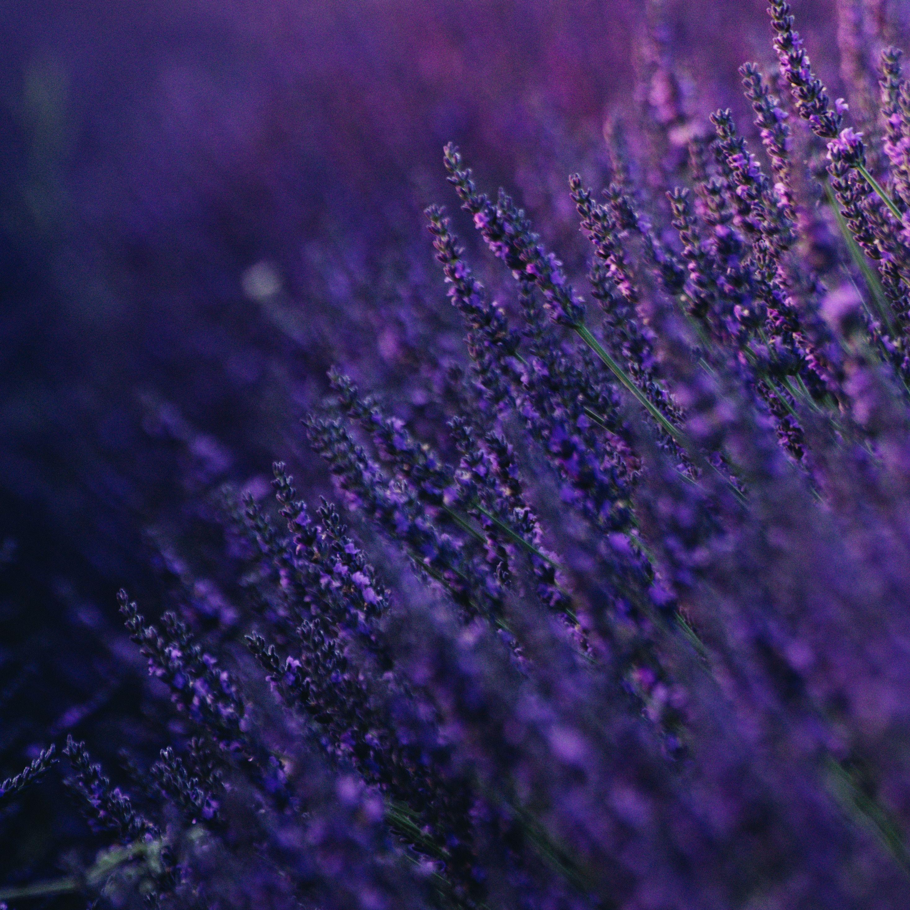 2932x2932 Macro Flowers 5k iPad Pro Retina Display HD 4k Wallpaper, Image, Background, Photo and Picture