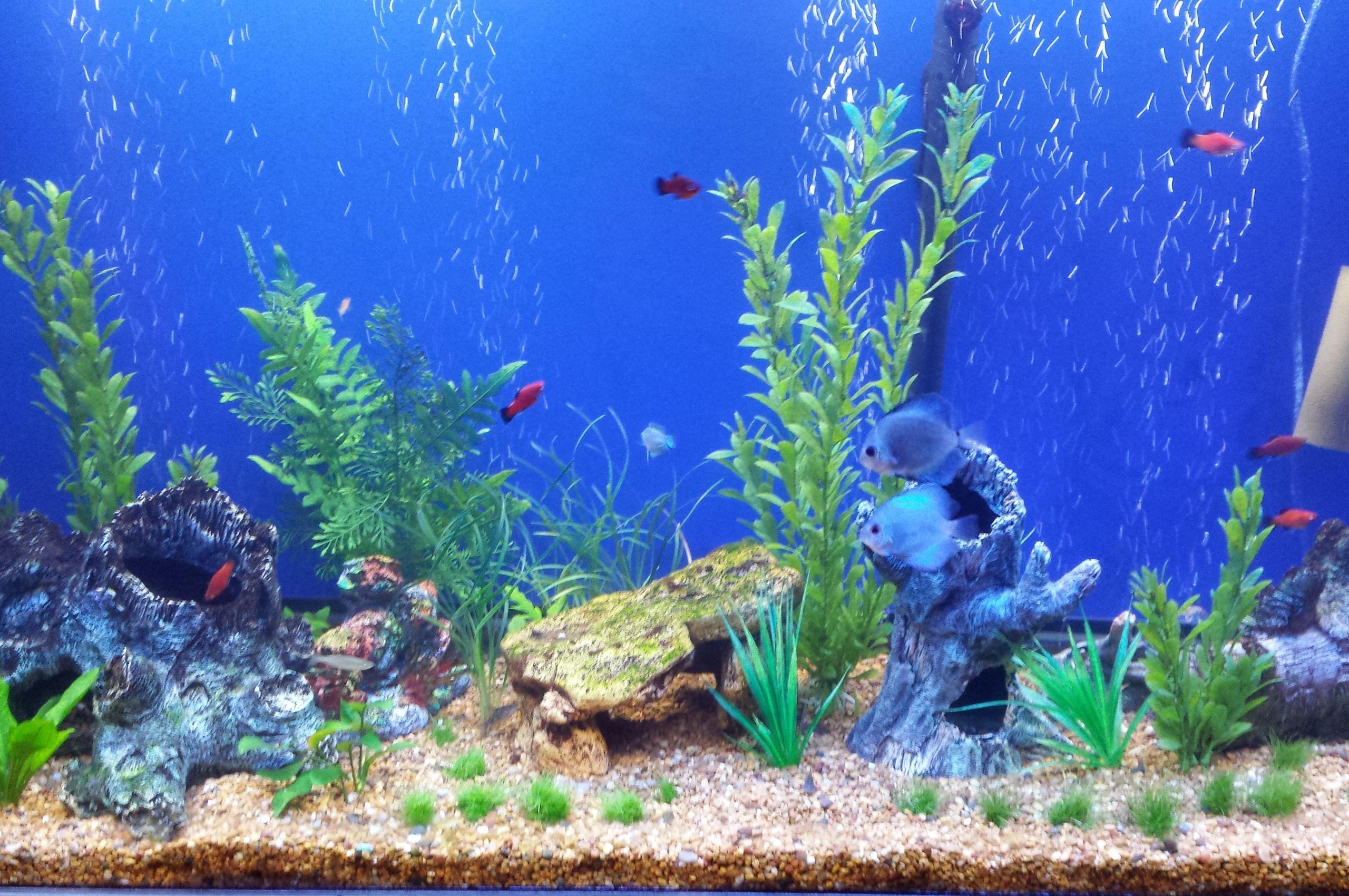 Aquarium Fish Tank Wallpapers - Top Free Aquarium Fish Tank Backgrounds -  WallpaperAccess