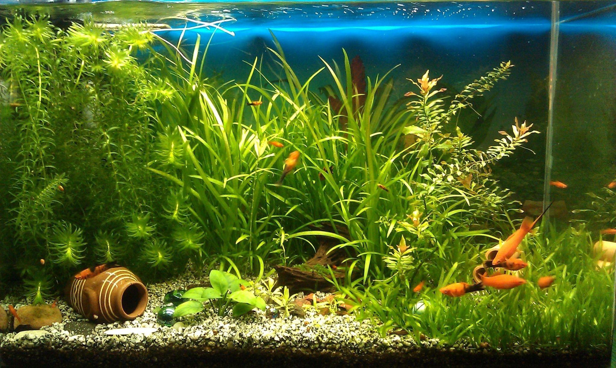 Aquarium tank colorful iPhone 11 Wallpapers Free Download