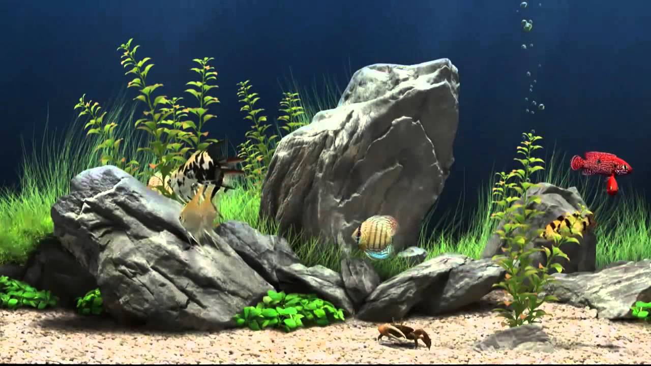 Aquarium Fish Tank Wallpapers - 3941832 