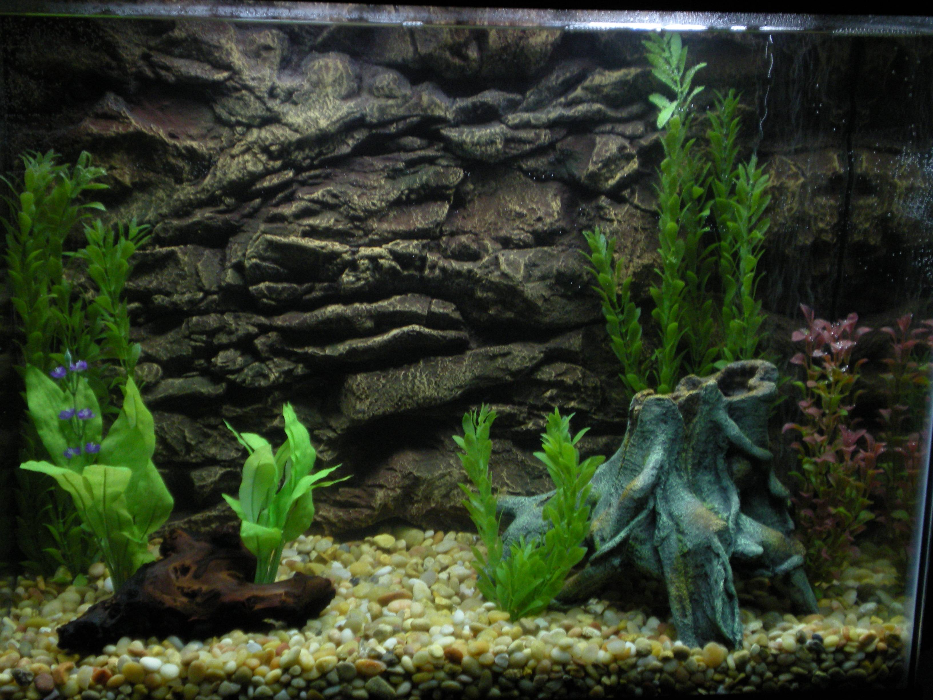 Aquarium Fish Tank Wallpapers Bigbeamng