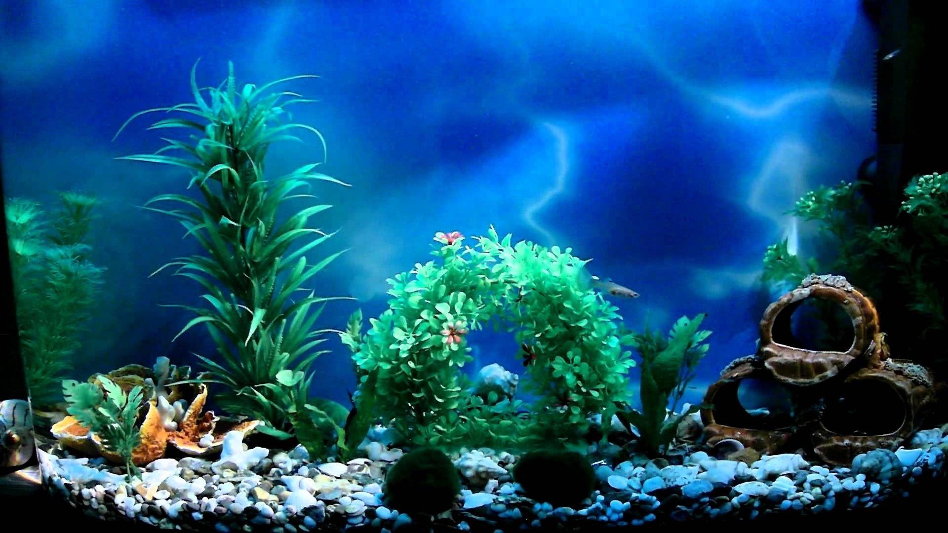 Aquarium Fish Tank Wallpapers - Top Free Aquarium Fish Tank Backgrounds