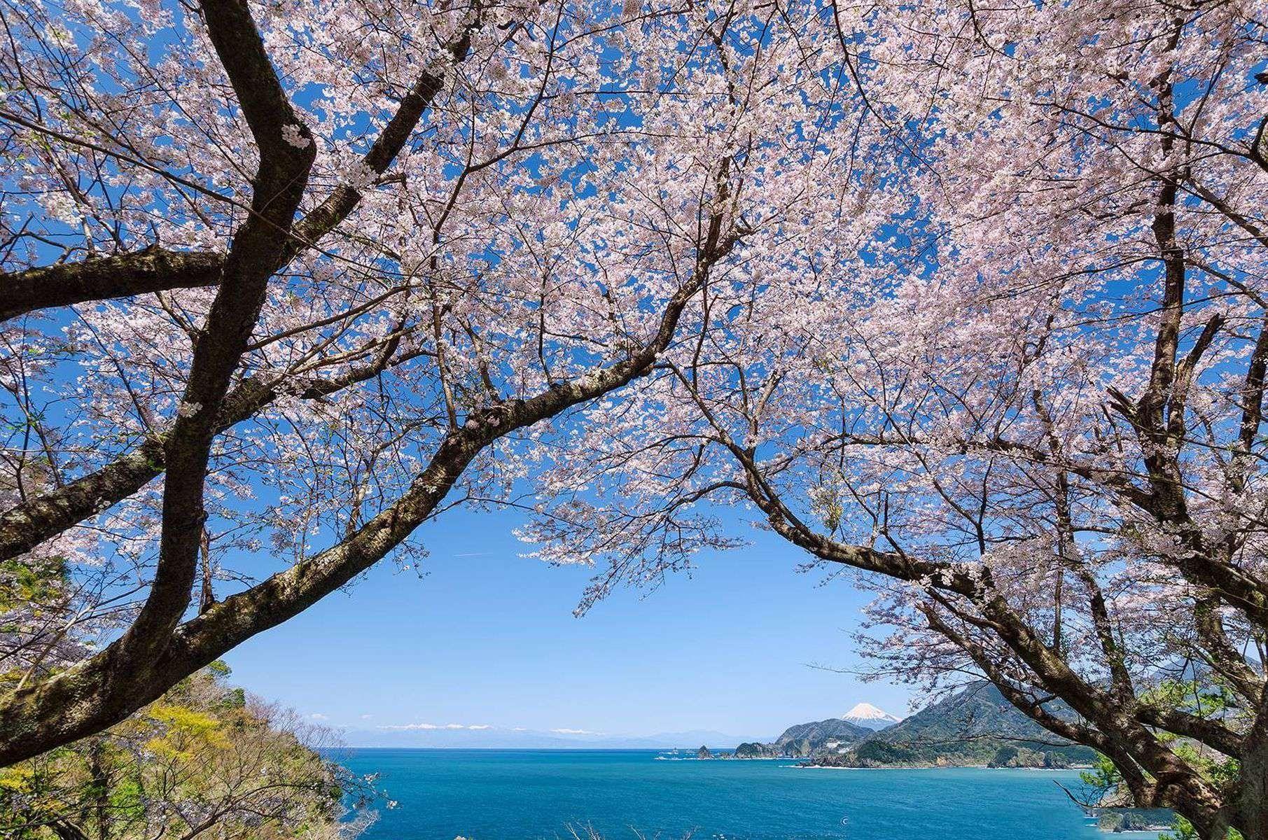 1811x1200 Flowers: Ocean Coast Fun Cool Japanese Flowers Nature Free Desktop