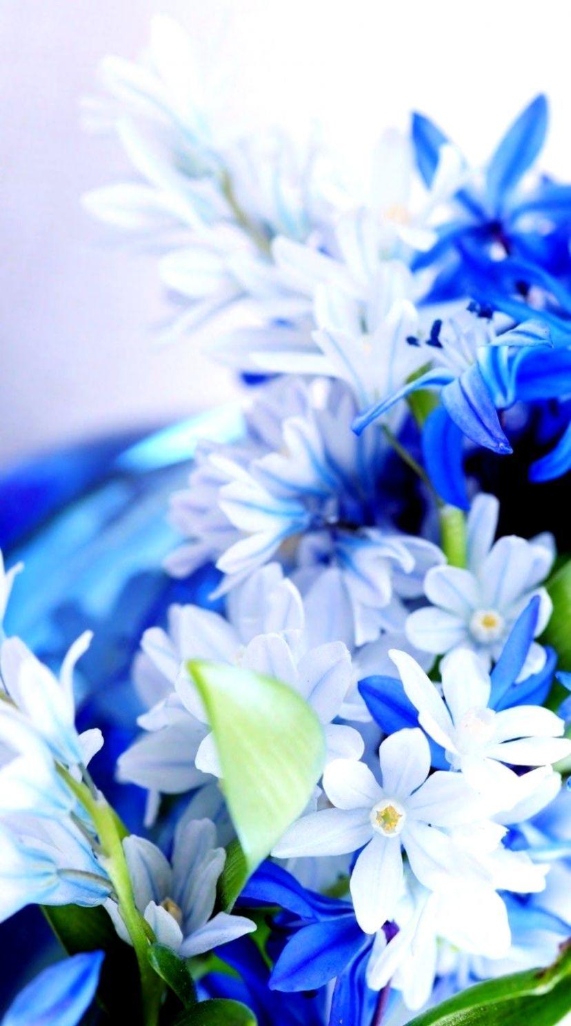 828x1488 Blue White Flower Wallpaper. Best HD Wallpaper