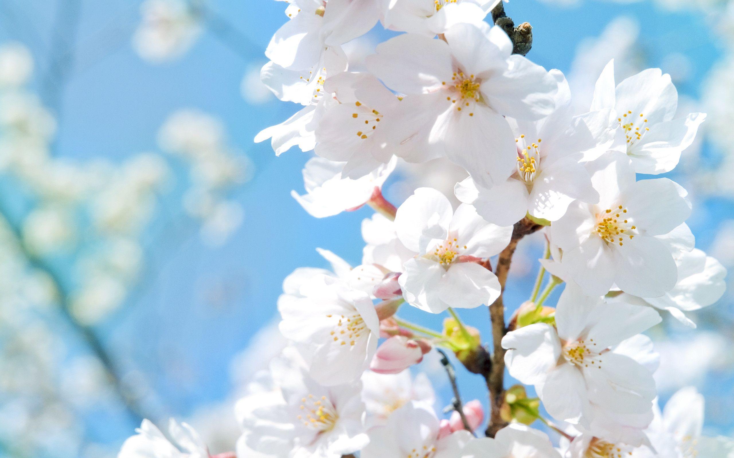 2560x1600 Blue and White HD