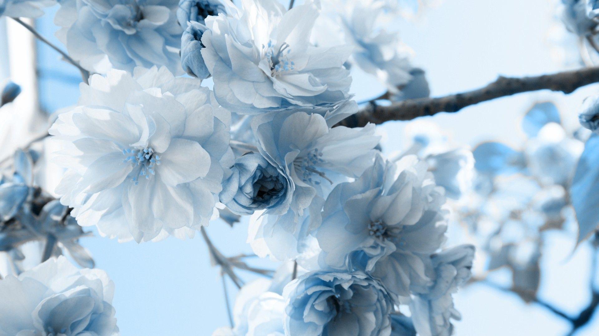 1920x1080 Free download wallpaper blossoms scenic white blue bluewhiteflower image [1920x1080] for your Desktop, Mobile & Tablet. Explore Blue and White Floral Wallpaper. Green Flower Wallpaper, Bold Floral Wallpaper for