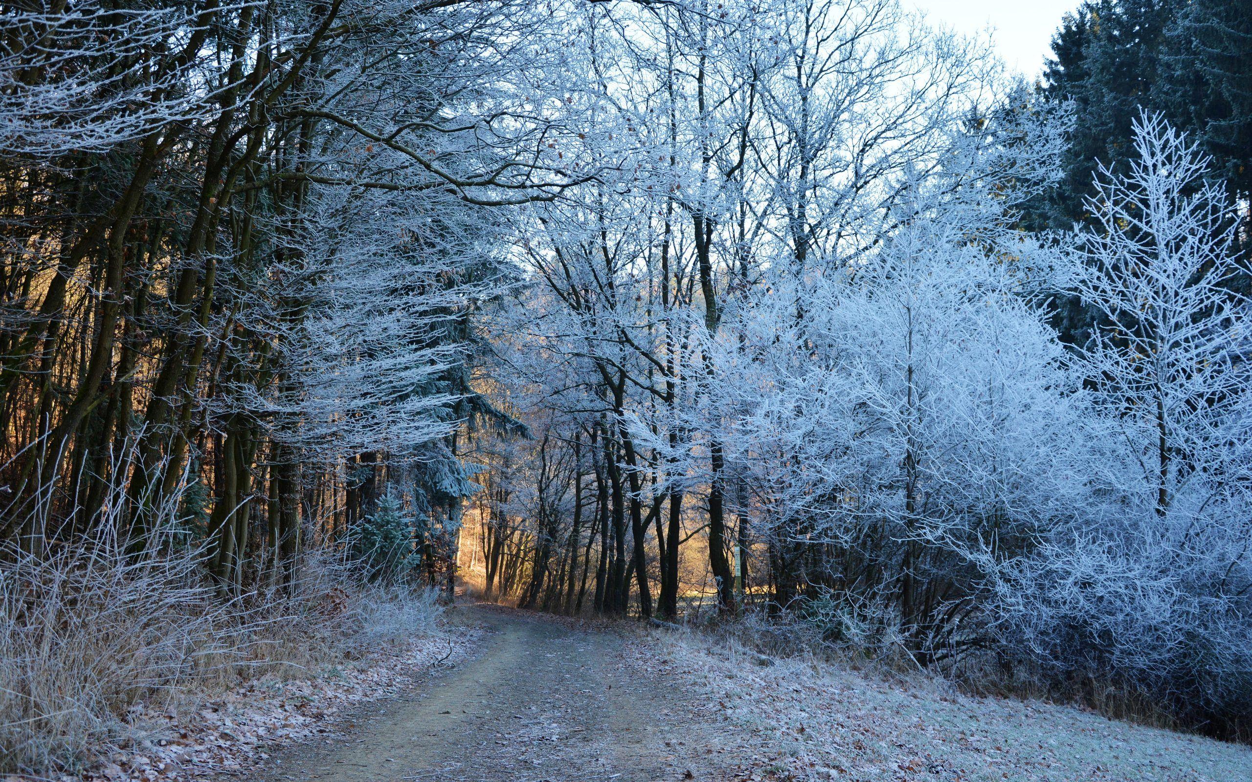 2560x1600 Hoarfrost Forest Wallpaper 4K 5K. HD Wallpaper Background
