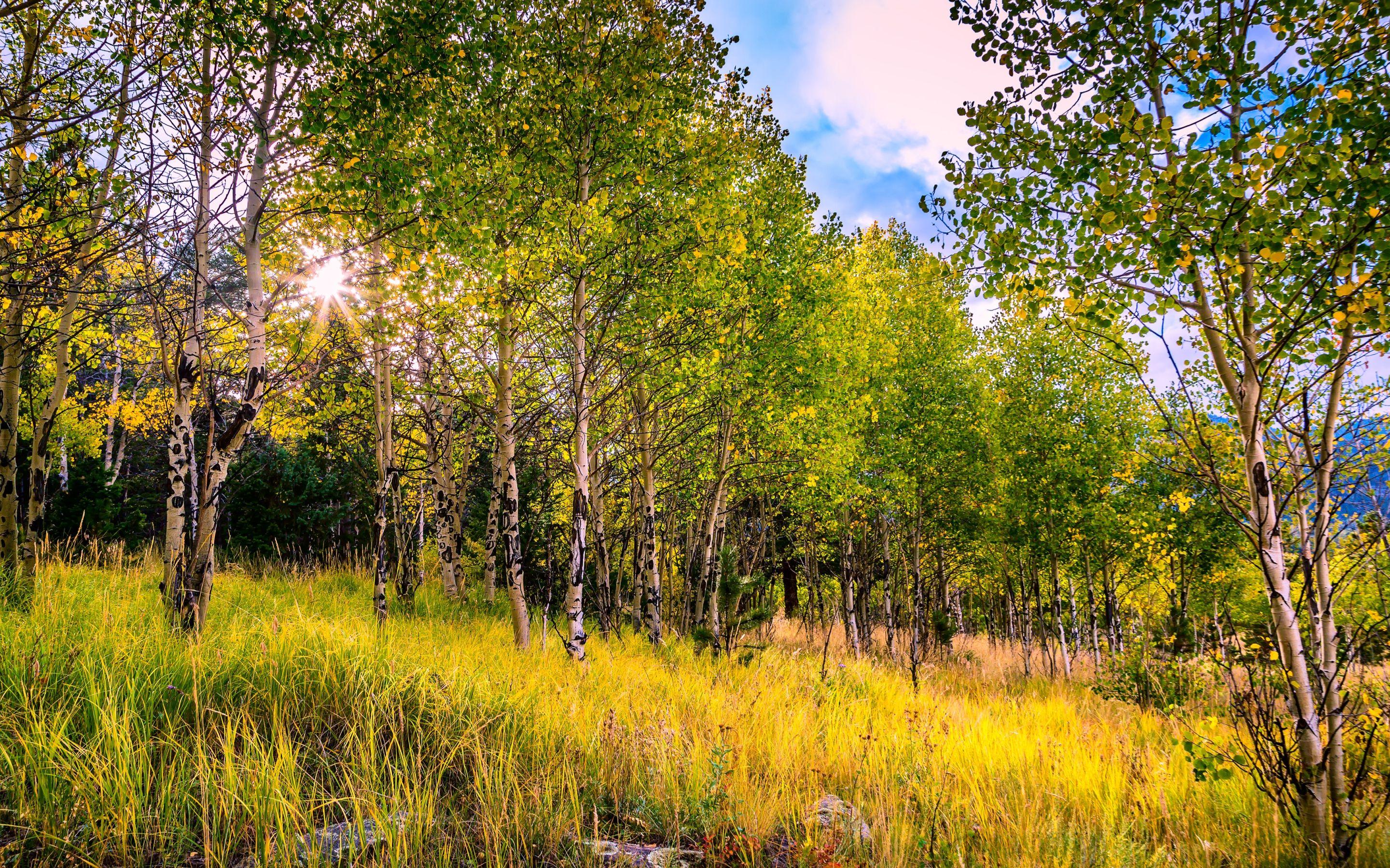 White Birch Wallpapers - Top Free White Birch Backgrounds - WallpaperAccess