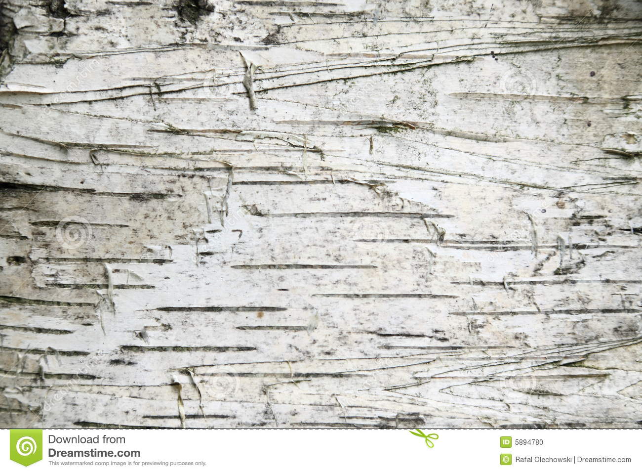 White Birch Wallpapers - Top Free White Birch Backgrounds - WallpaperAccess