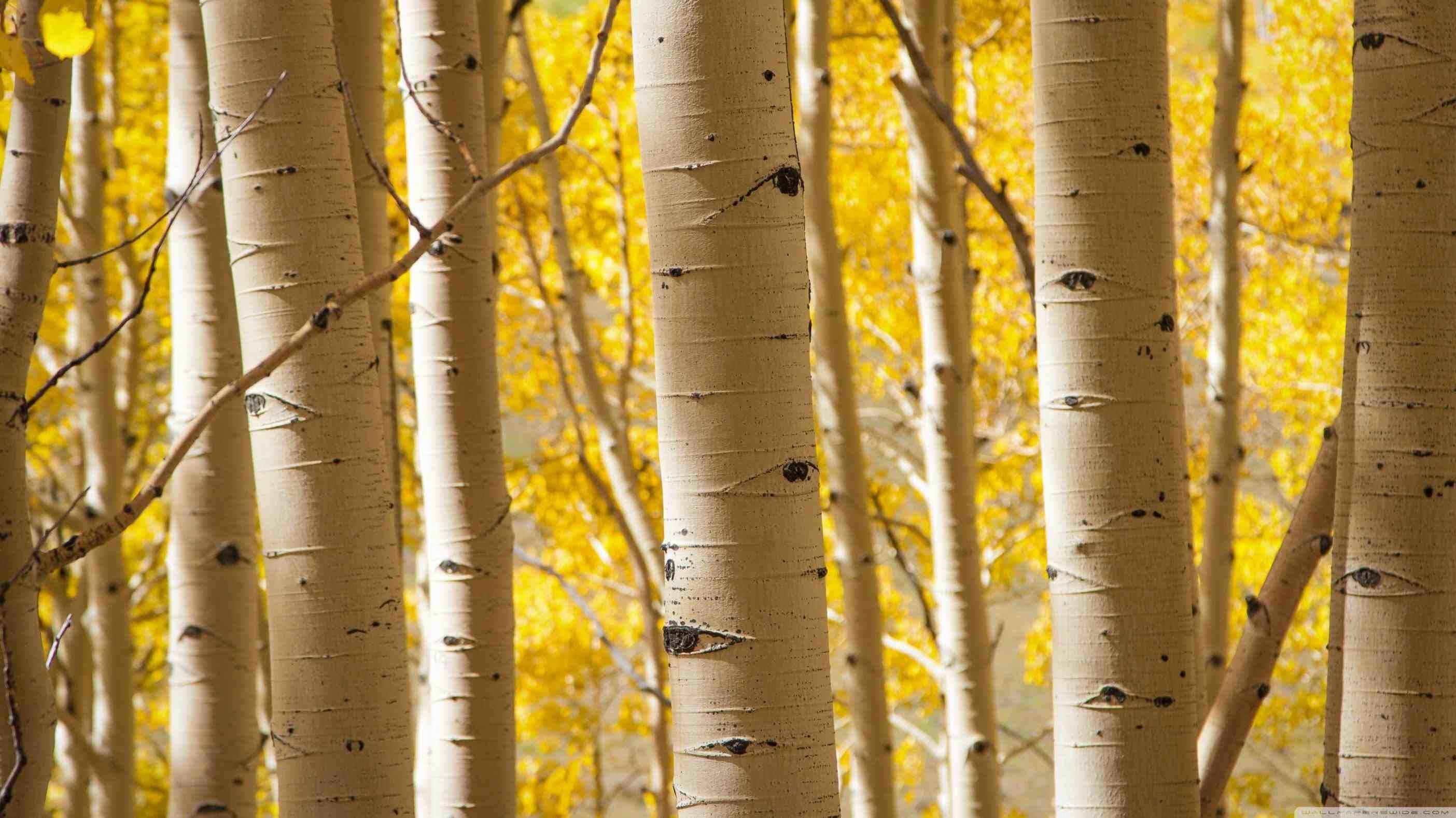 2808x1579 Birch Trees Autumn Wallpaper