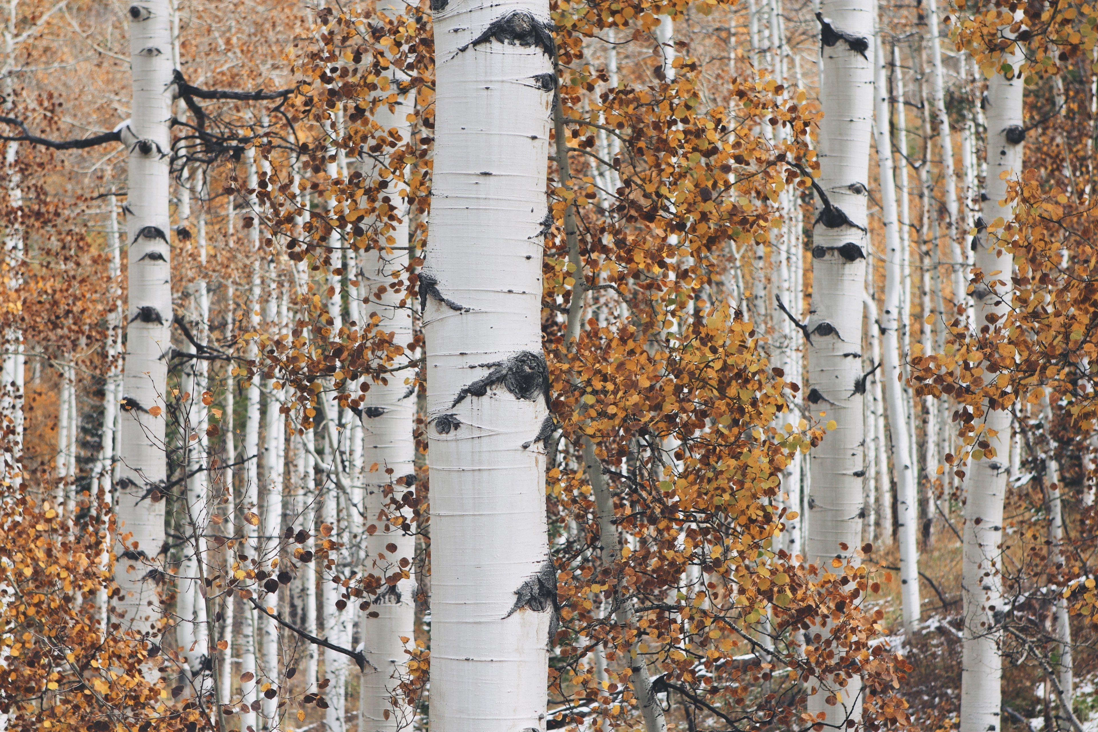 3840x2560 Wallpaper / grey and white birch tree trunks with orange and brown leaves in autumn, birch trees in autumn 4k wallpaper