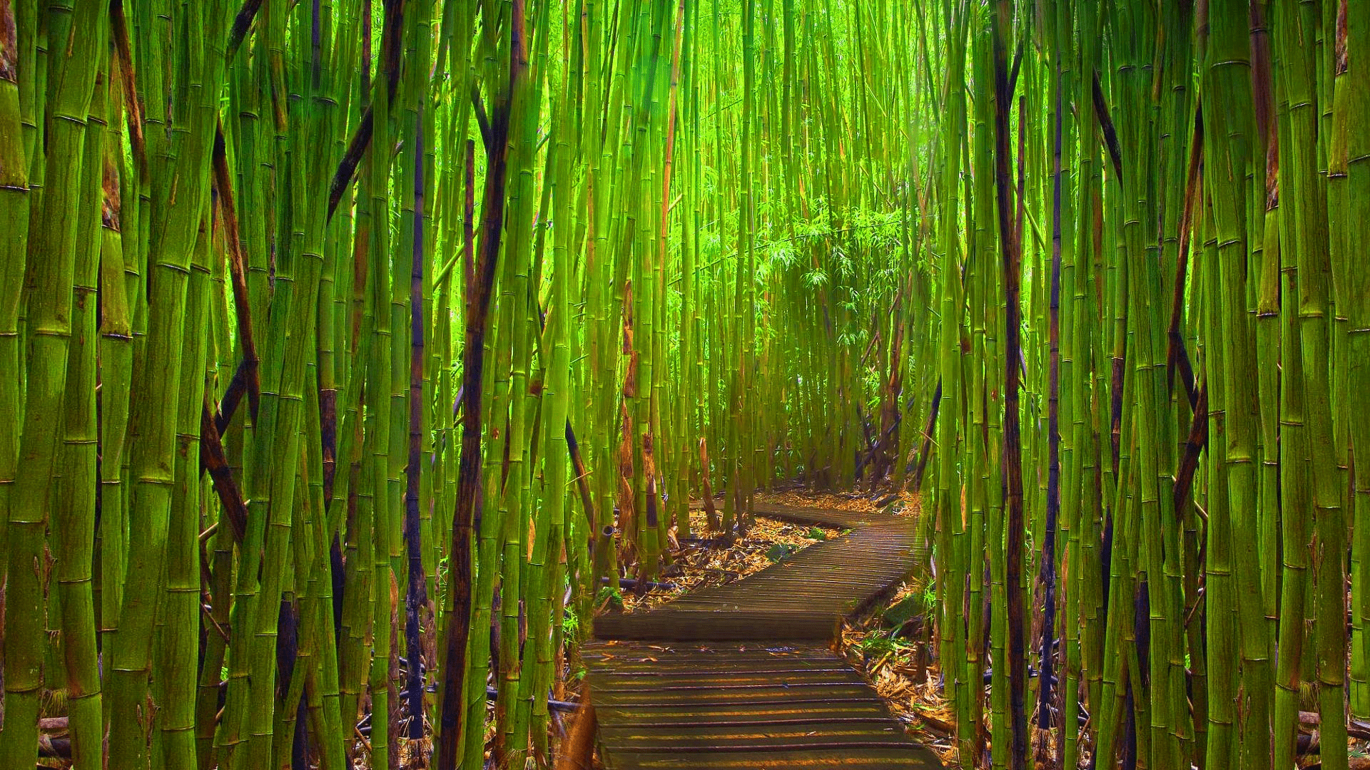 1920x1080 Bamboo Forest Japan Photo