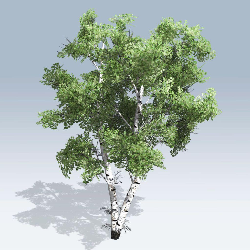 1024x1024 Birch wallpaper, Earth, HQ Birch pictureK Wallpaper 2019